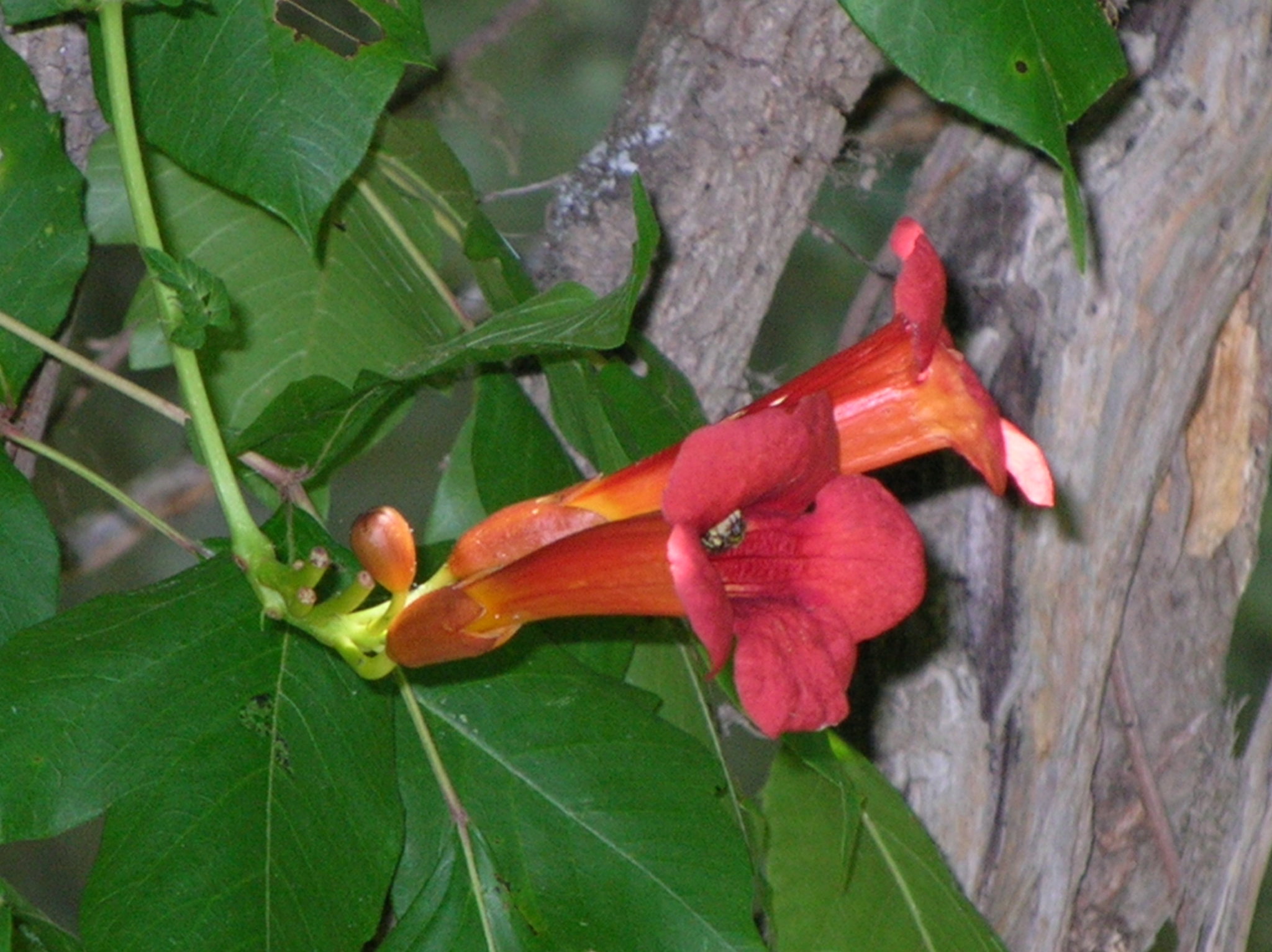 Trumpet creeper Definition & Meaning - Merriam-Webster