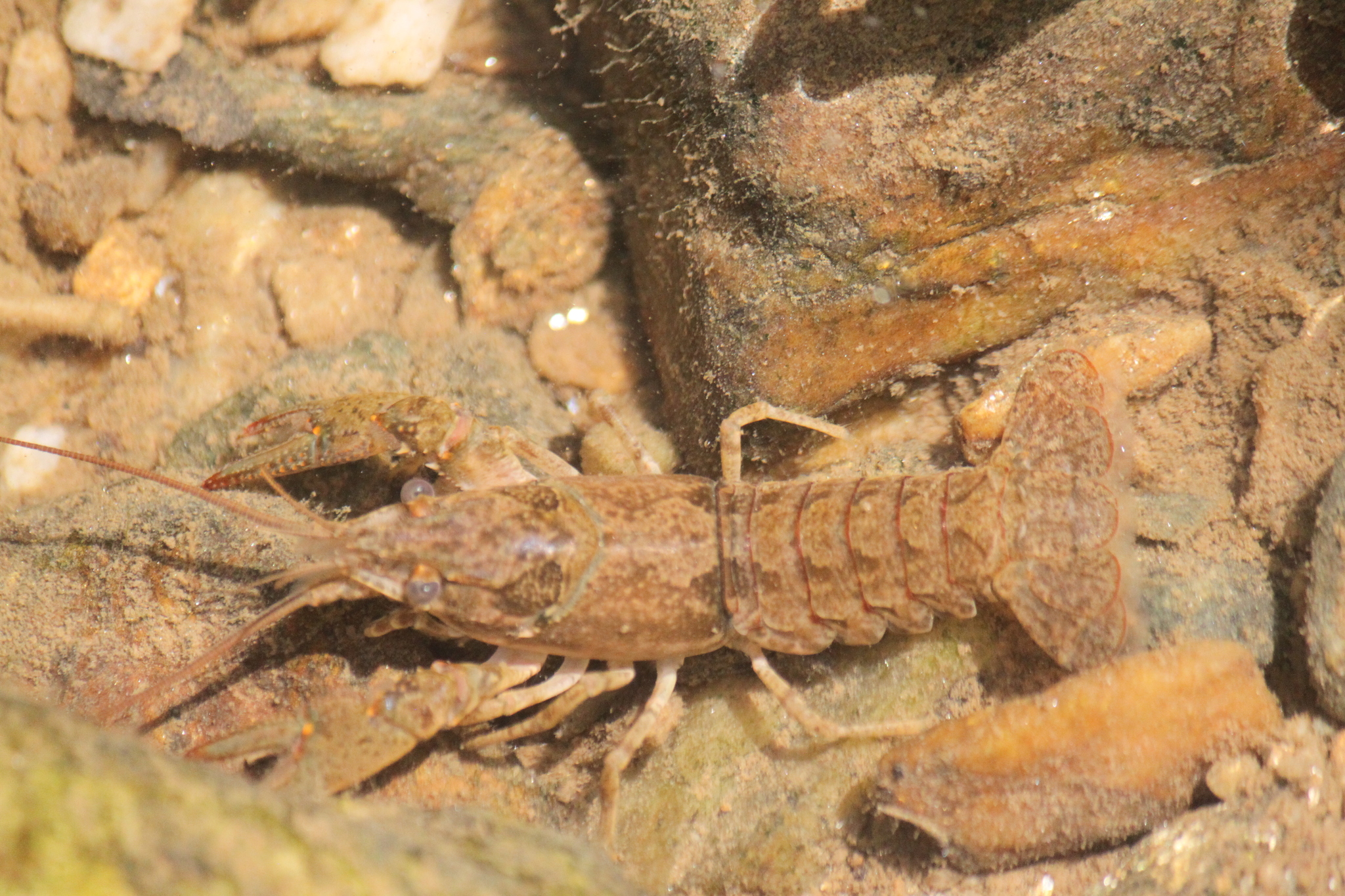 Maryland Biodiversity Project - Virile Crayfish (Faxonius virilis)