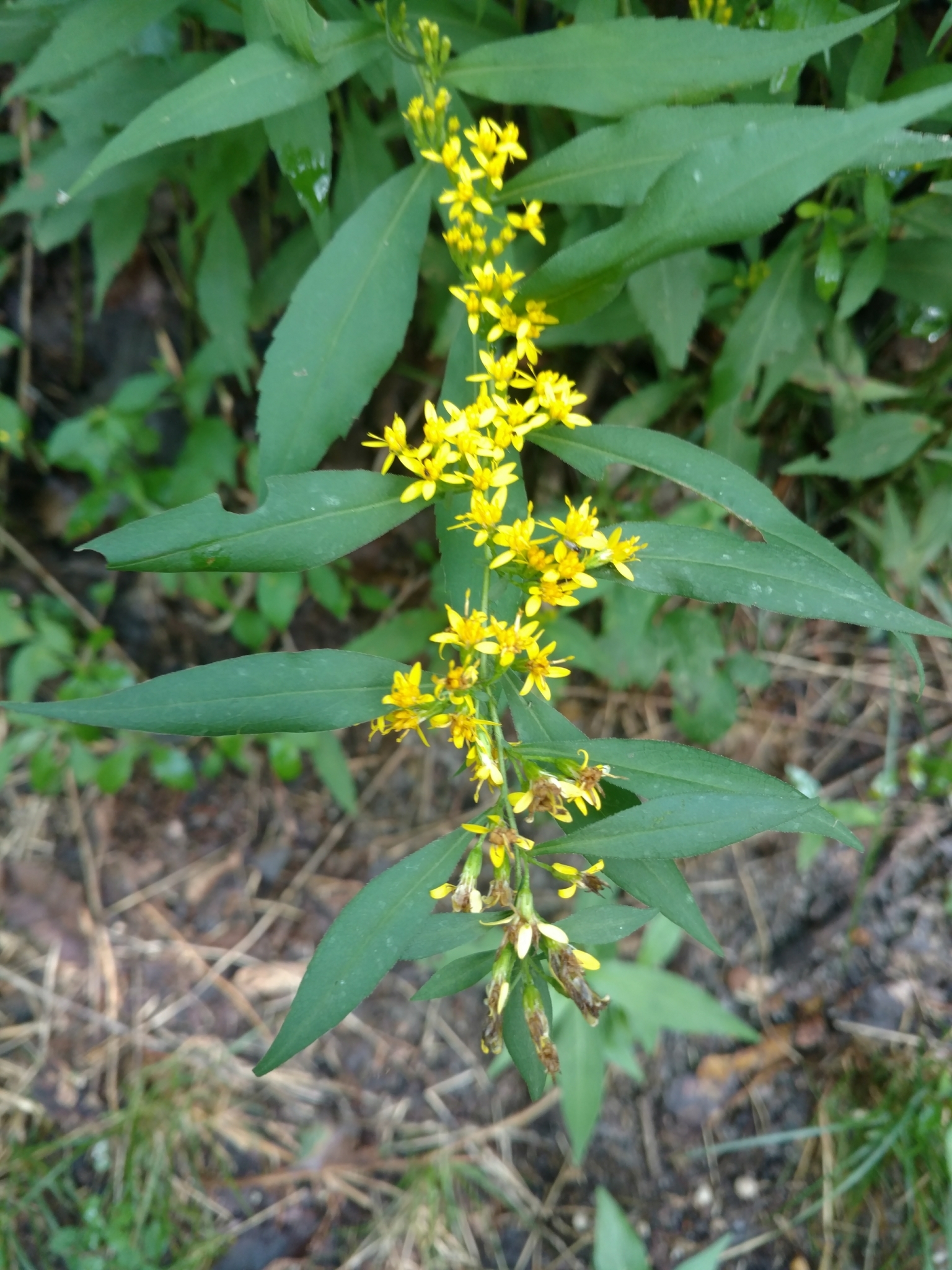 Maryland Biodiversity Project - Wreath Goldenrod (Solidago caesia)