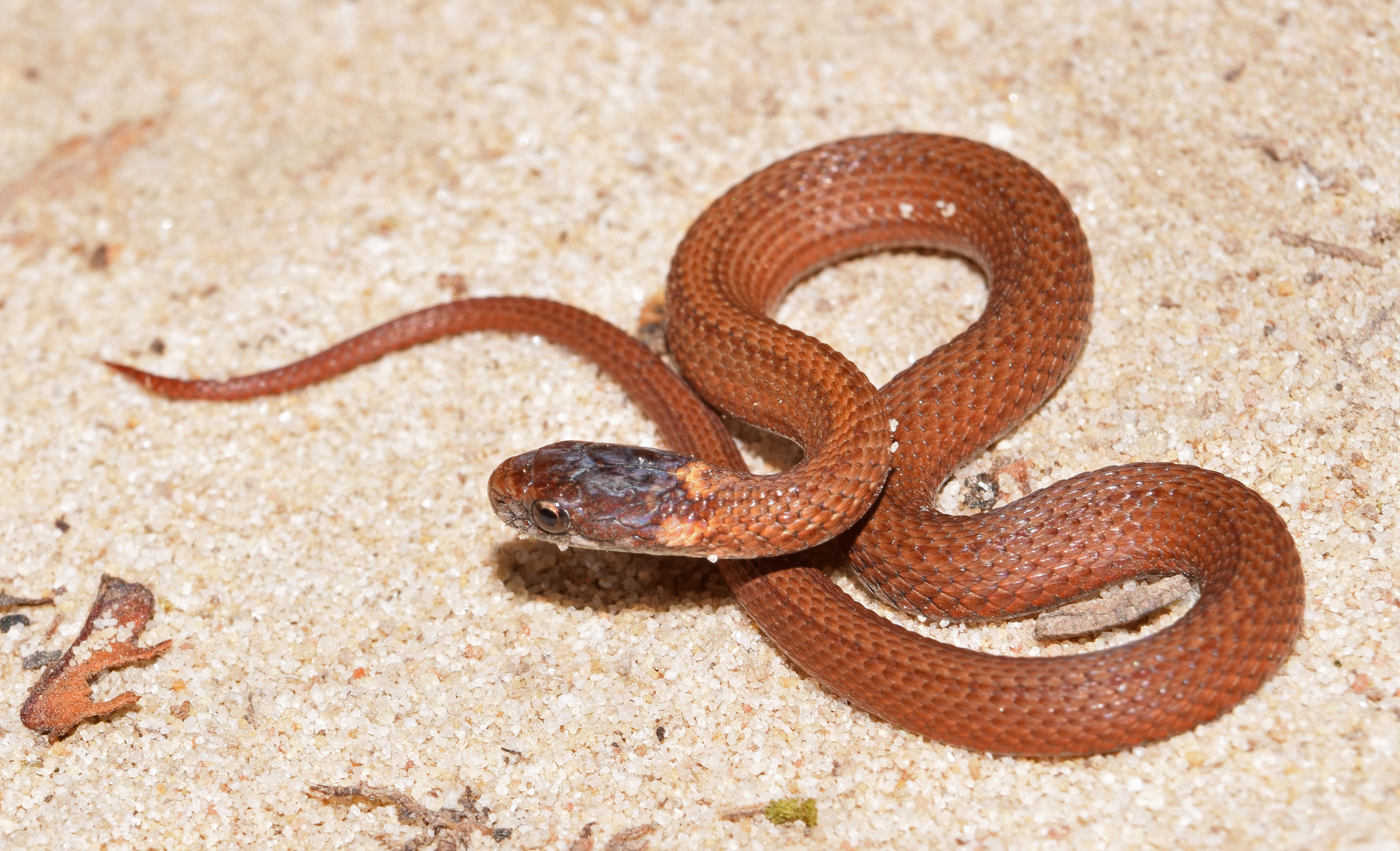 Maryland Biodiversity Project - Red-bellied Snake (Storeria  occipitomaculata)