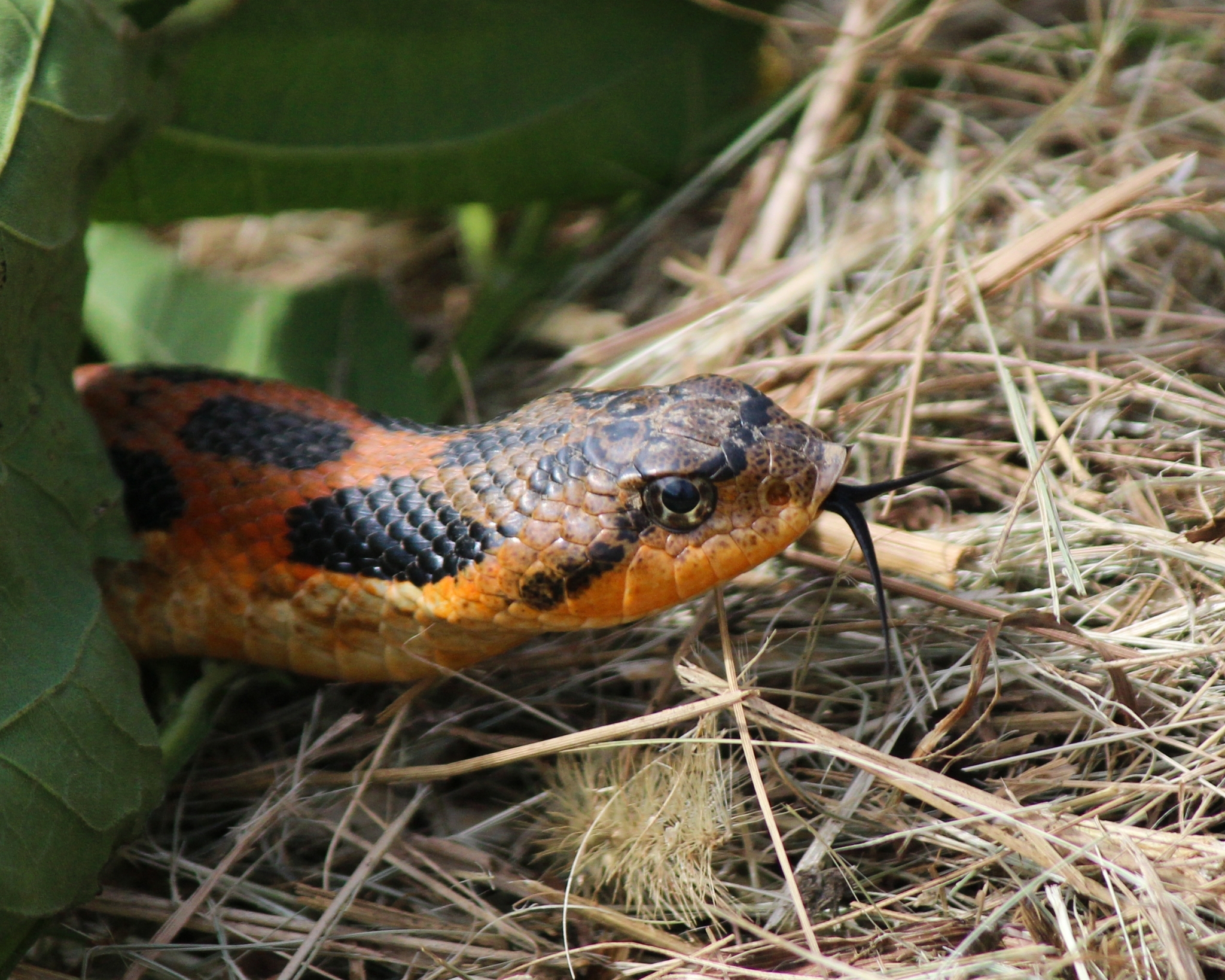 Maryland Biodiversity Project - Eastern Hog-nosed Snake (Heterodon  platirhinos)