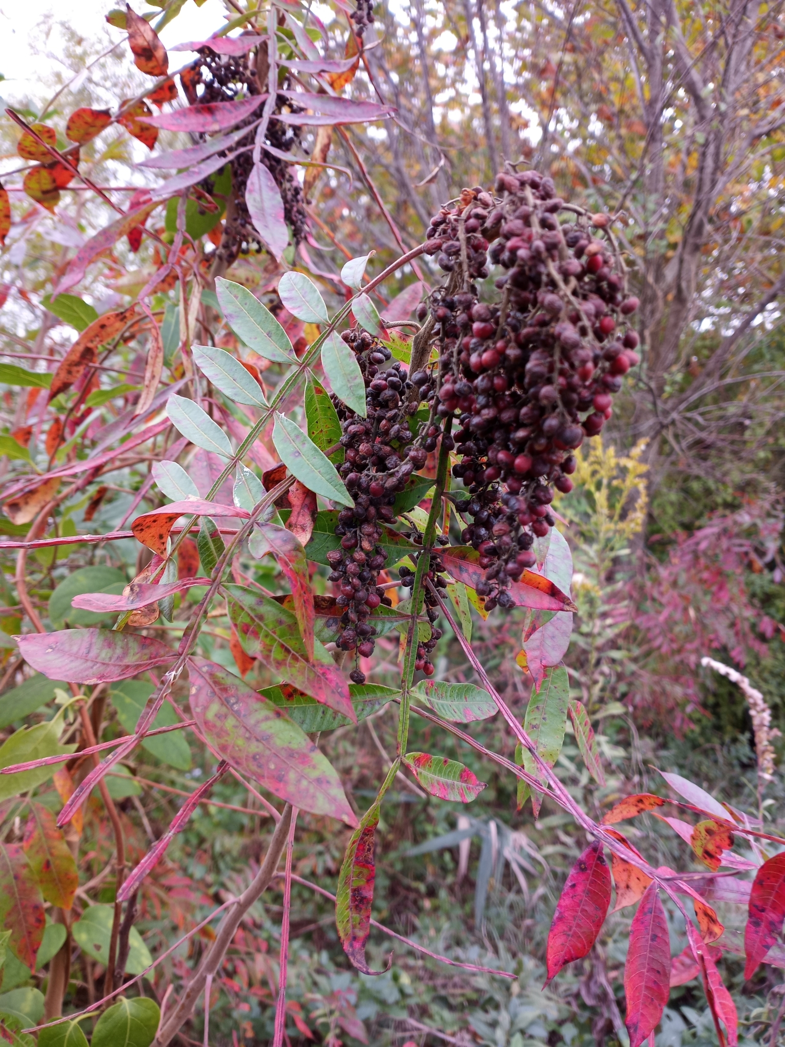 Lip Sumac-ing Good: Wonderful, and Edible Sumac » Evolutionary ecology,  Plants, Pollinators, Wildlife »Holden Forests & Gardens