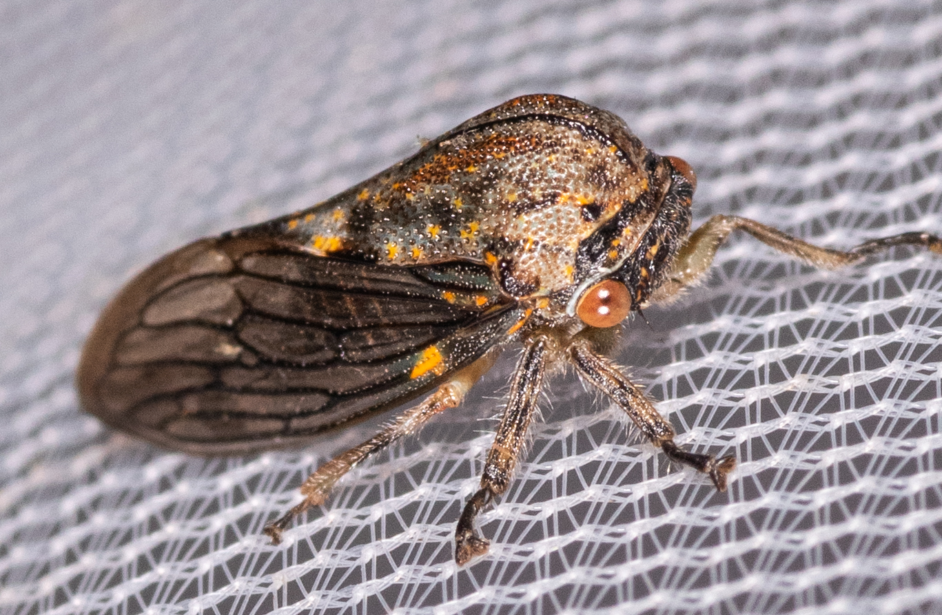 Maryland Biodiversity Project - Oak Treehopper (Platycotis vittata)