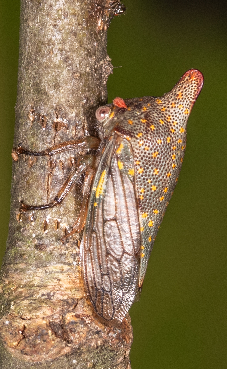 Maryland Biodiversity Project - Oak Treehopper (Platycotis vittata)