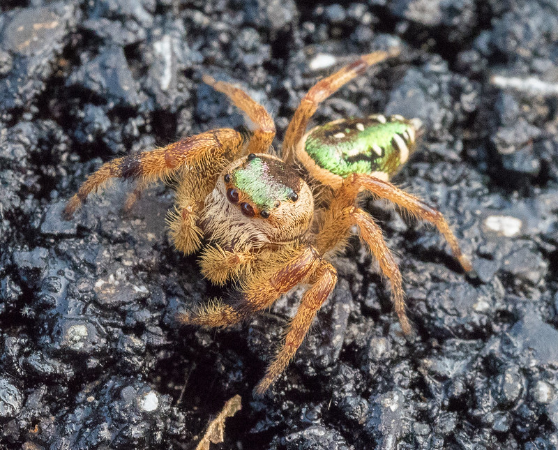 Emerald Jumping Spiders