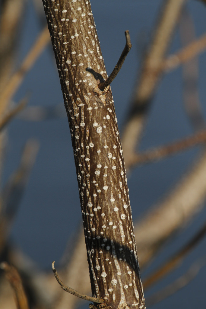 Princess Tree (trunk of young tree) in Harford Co., Maryland (12/6/2015).