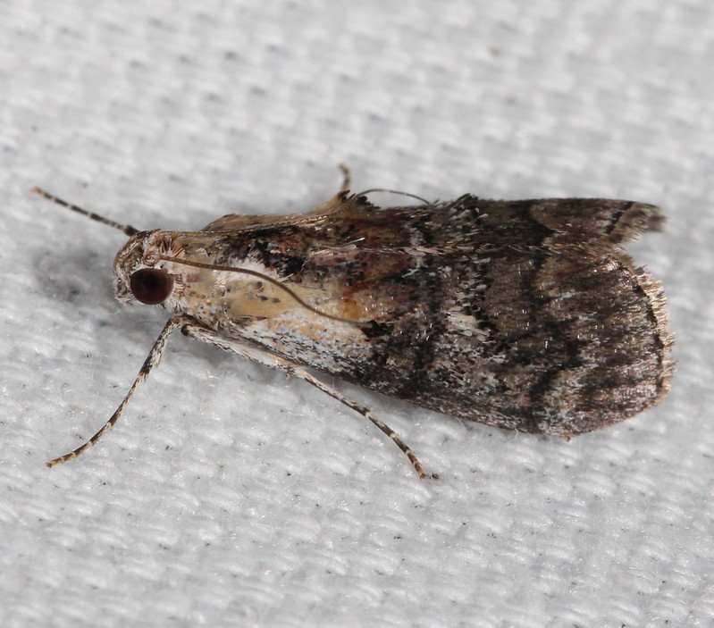 Maryland Biodiversity Project - Striped Oak Webworm Moth (Pococera ...