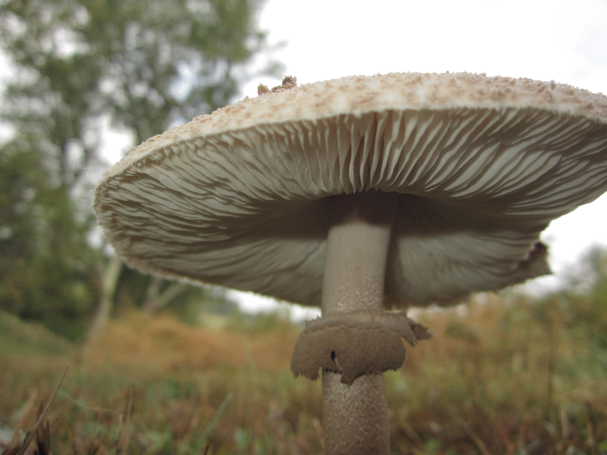 Mushroom Molds - Small Parasol