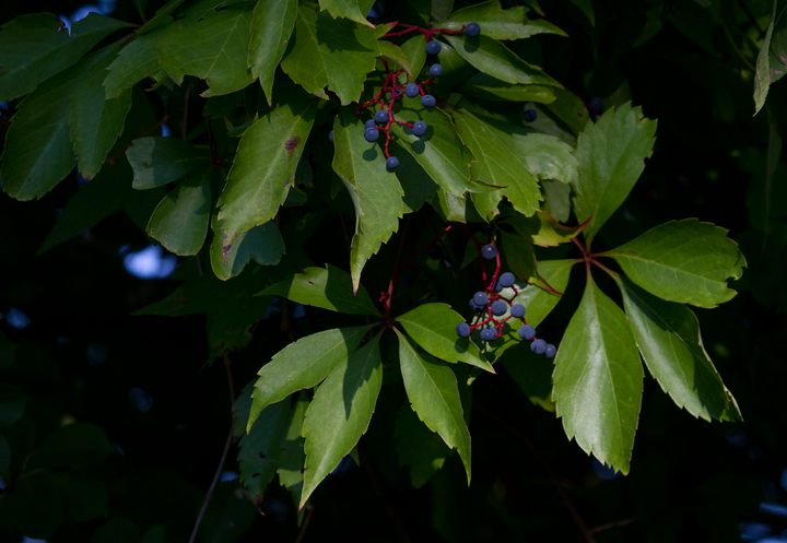 Virginia Creeper (Parthenocissus quinquefolia) – Orleans Conservation Trust