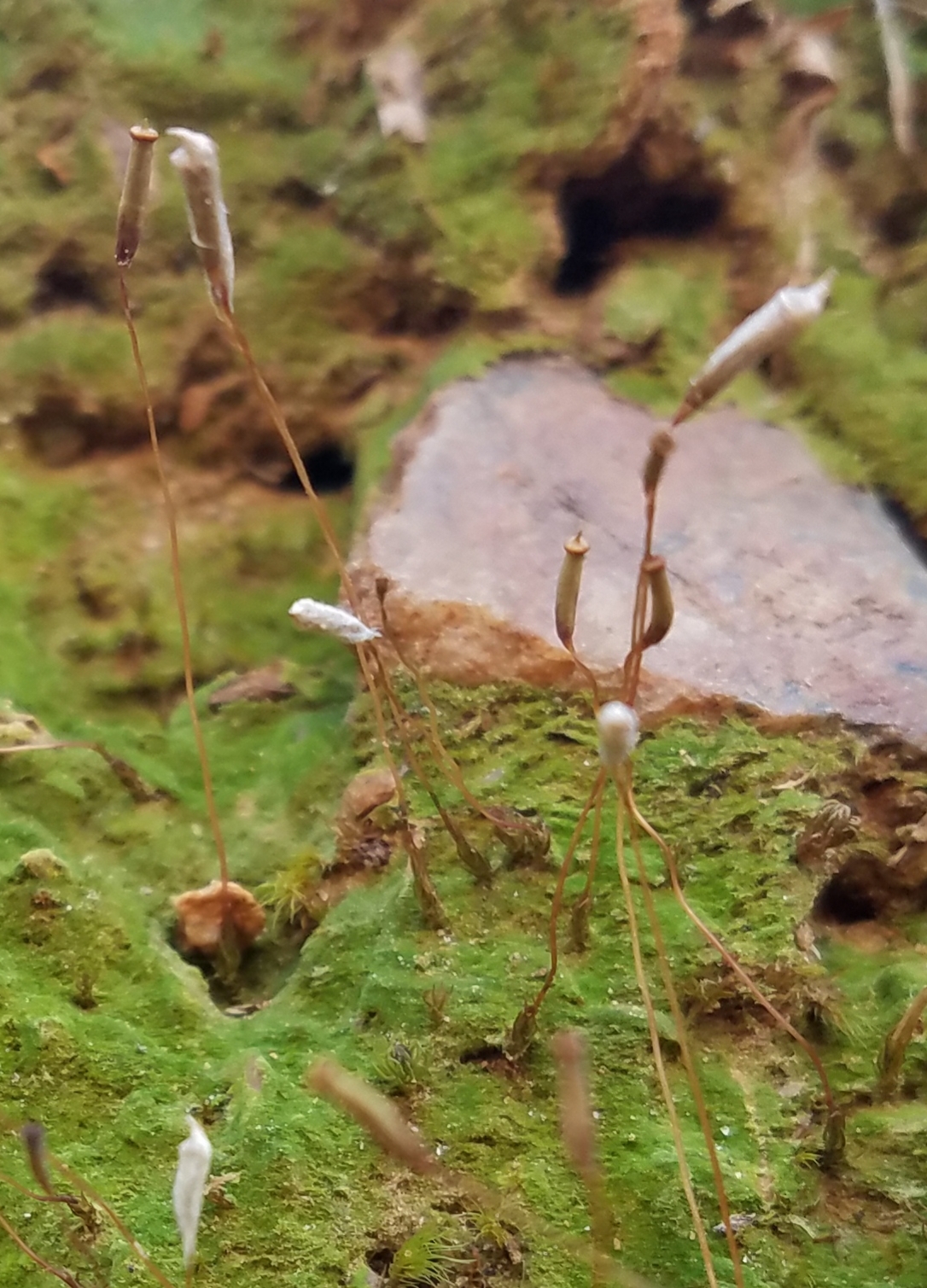Pincushion moss - Flora of Pennsylvania