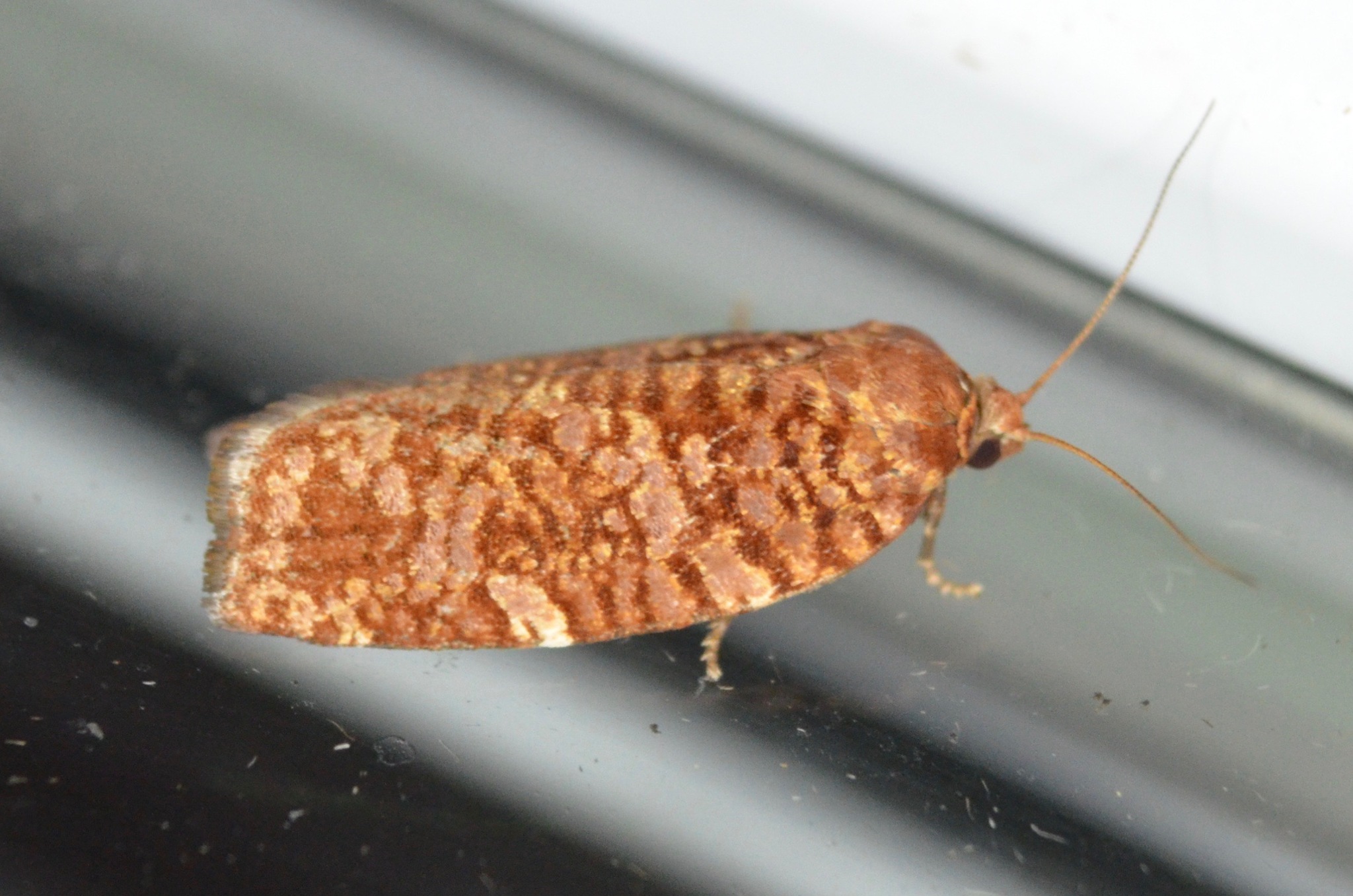 Maryland Biodiversity Project - Jack Pine Budworm Moth (Choristoneura ...