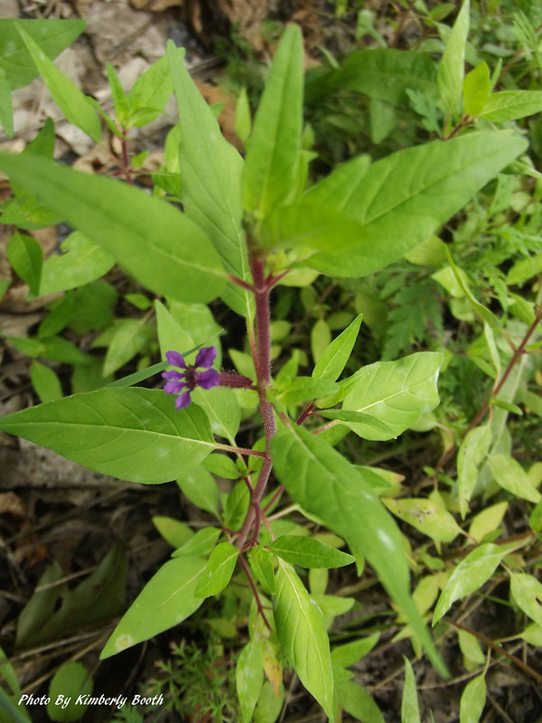 Maryland Biodiversity - View Thumbnails - Blue Waxweed ( Cuphea ...