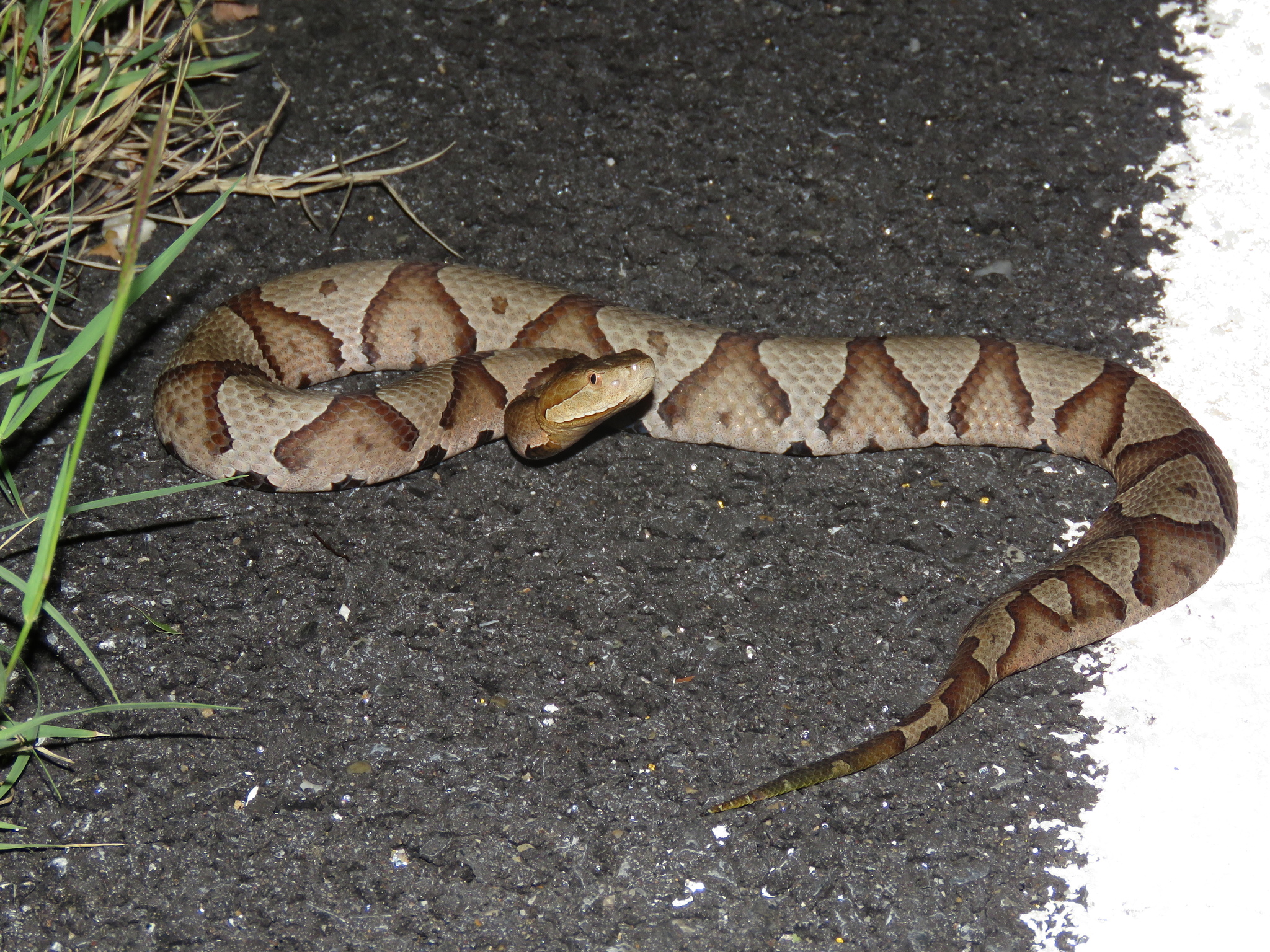 Maryland Biodiversity Project Eastern Copperhead (Agkistrodon contortrix)