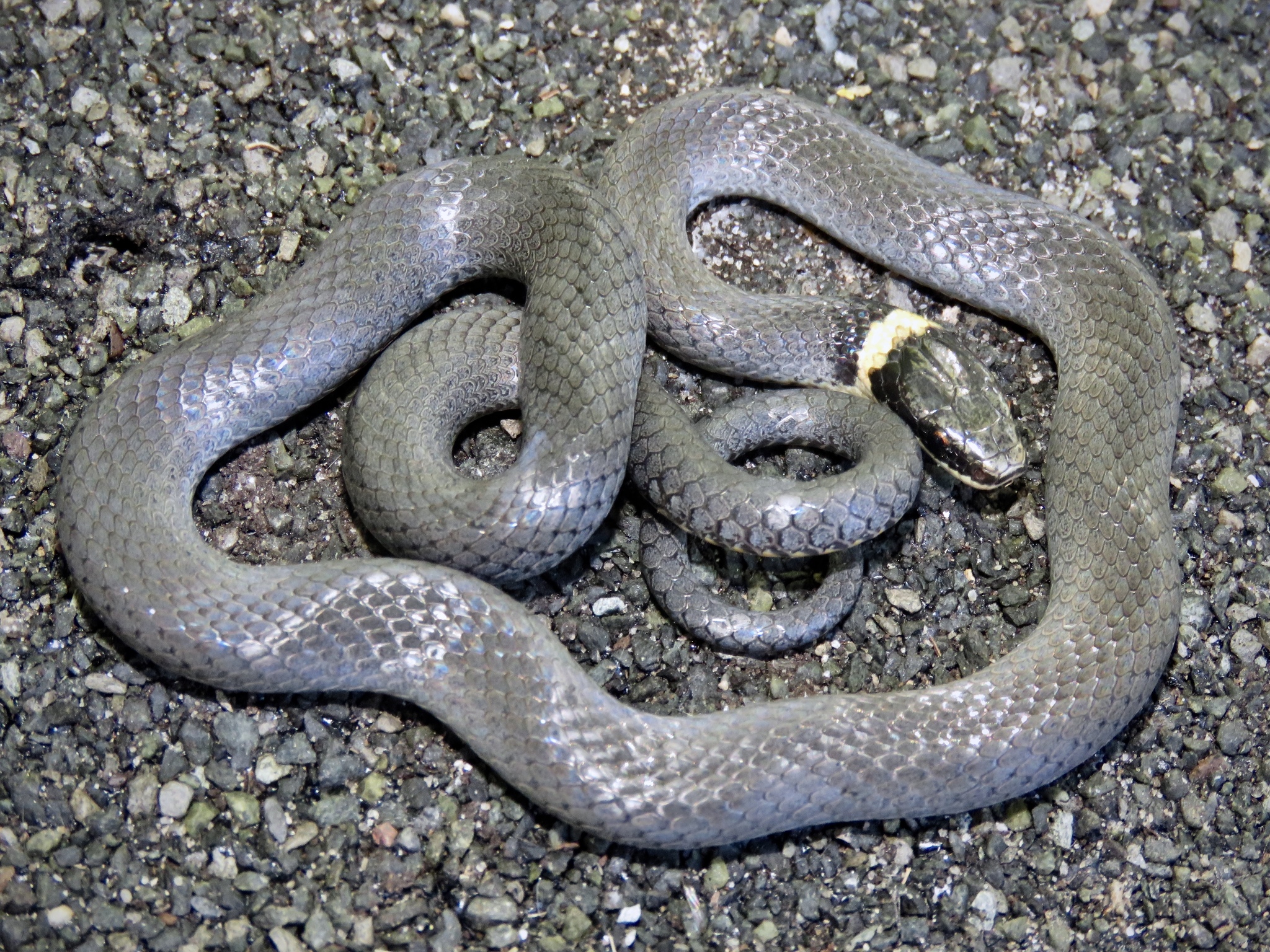 Maryland Biodiversity Project Ring Necked Snake Diadophis Punctatus