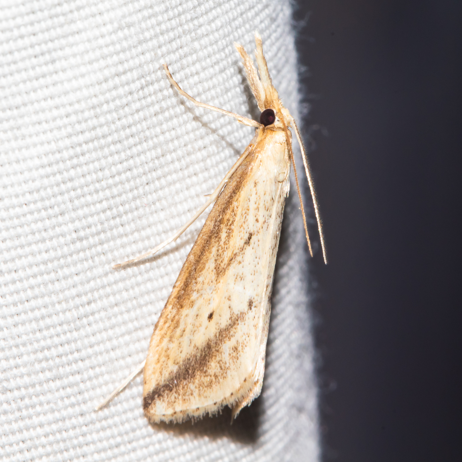 Maryland Biodiversity Project - Long-beaked Donacaula Moth (Donacaula ...