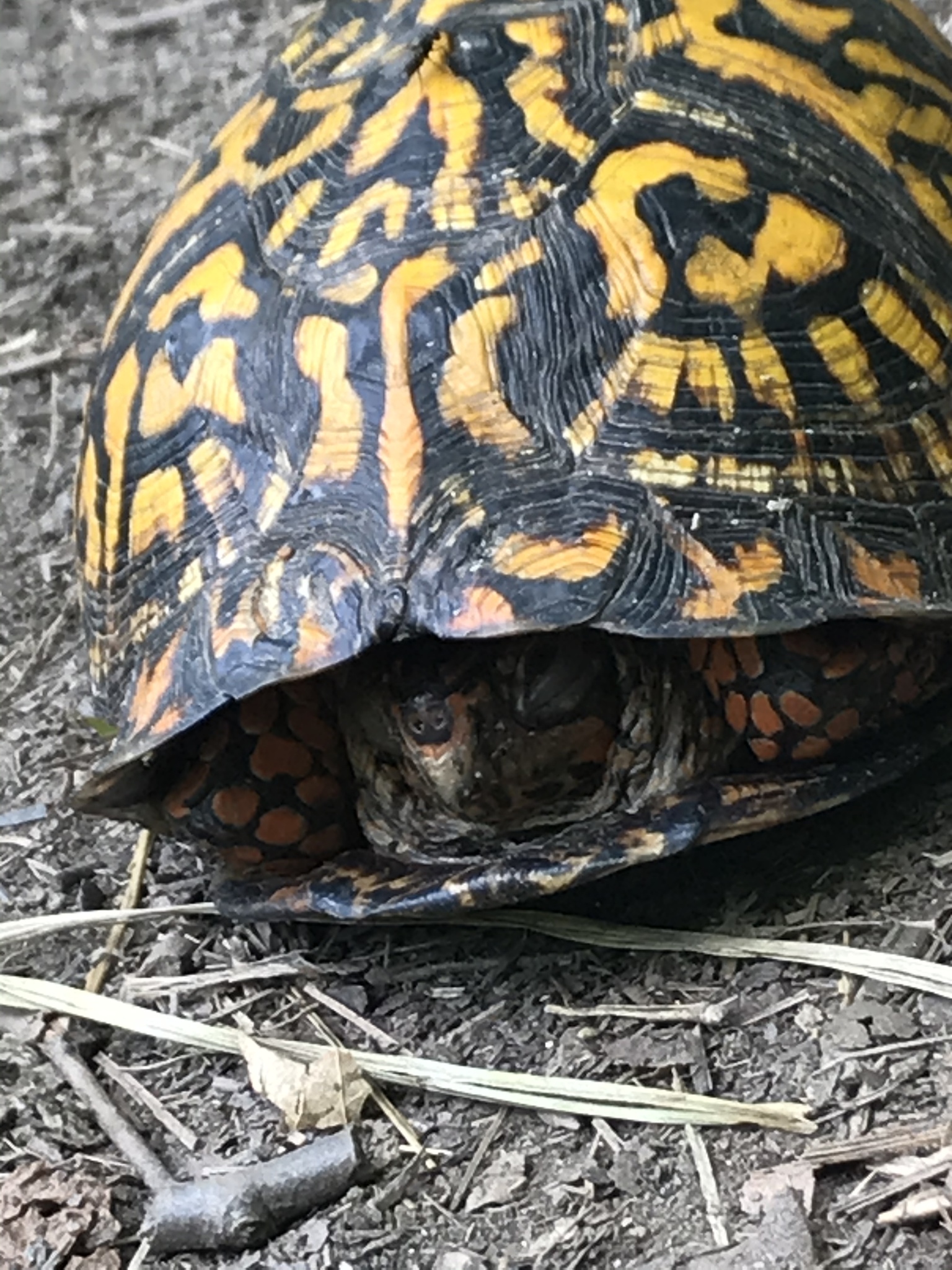 Maryland Biodiversity Project - Record ID: 790636