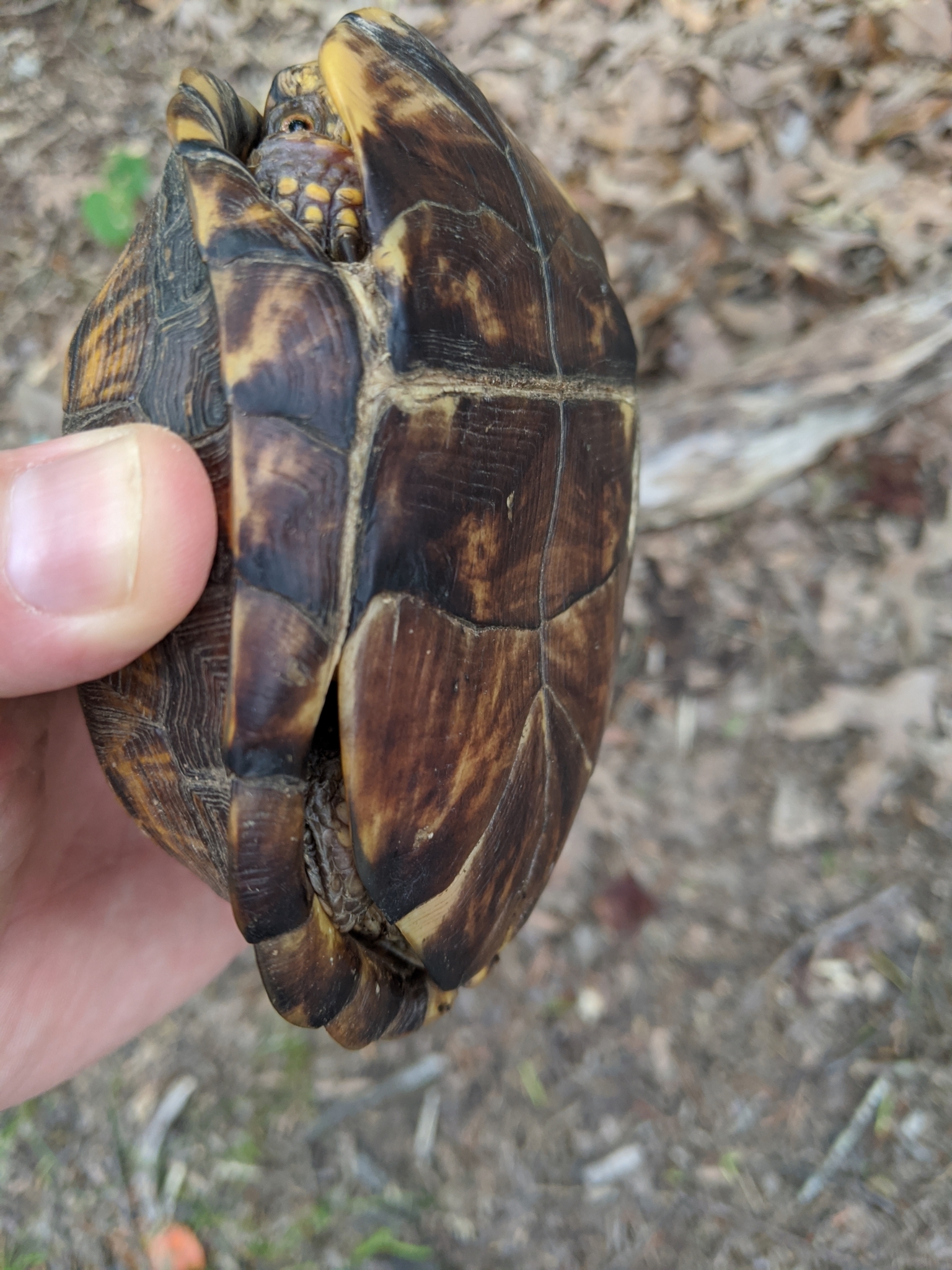 Record #672020 Details - Maryland Biodiversity Project