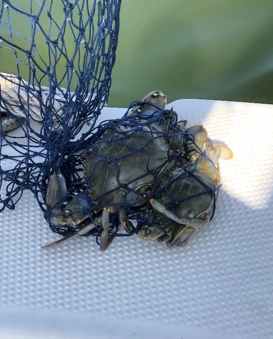 Maryland Biodiversity Project - Atlantic Blue Crab (Callinectes sapidus)