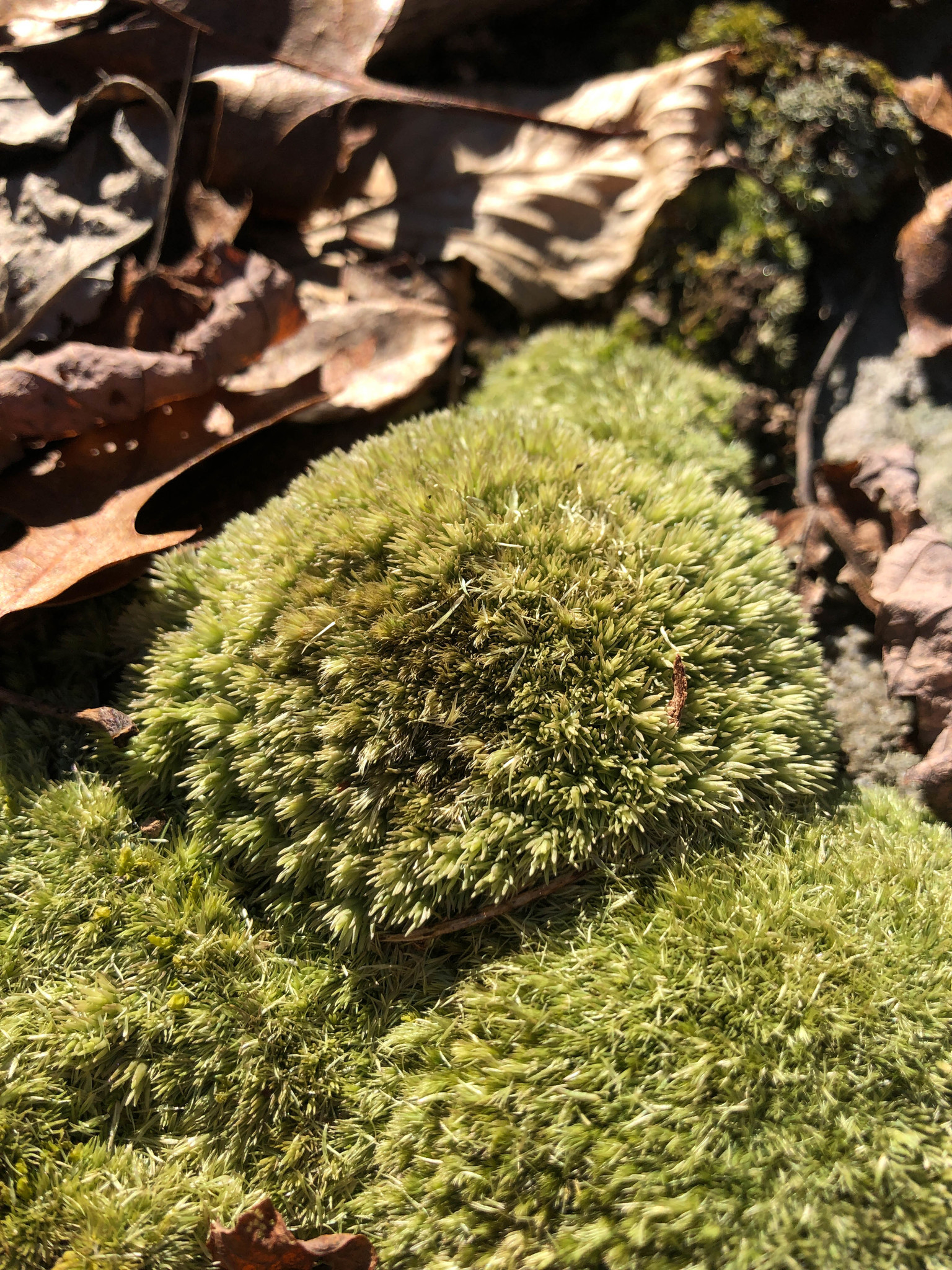 Live Pincushion Moss (Leucobryum Glaucum)
