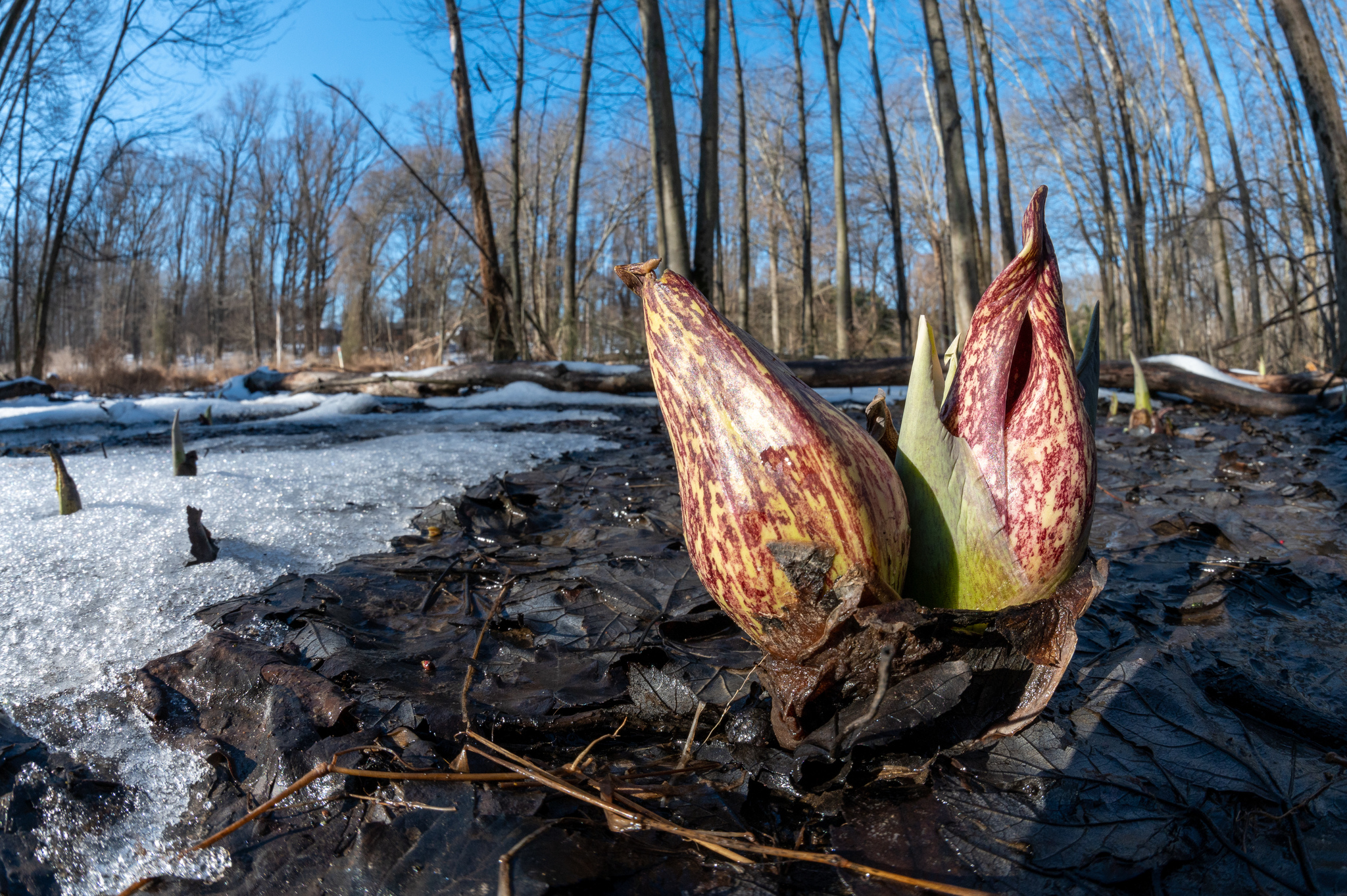 Skunk Cabbage emerging from the snow