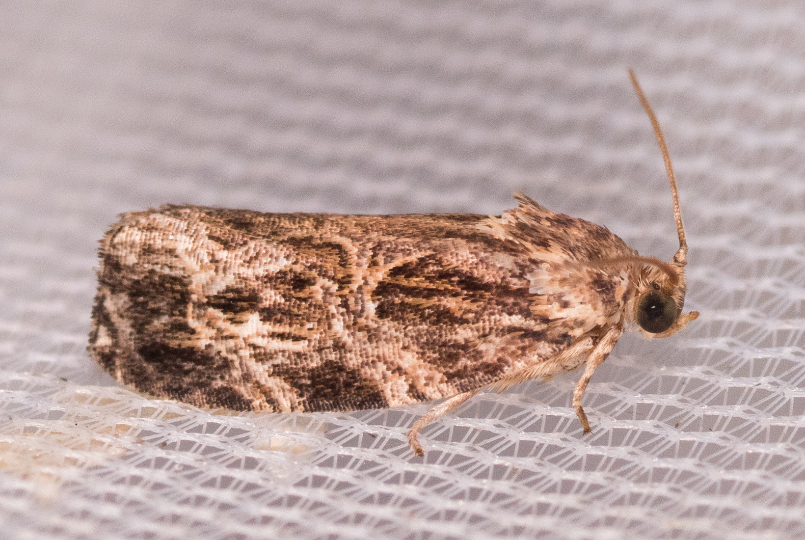 Macrame Moth