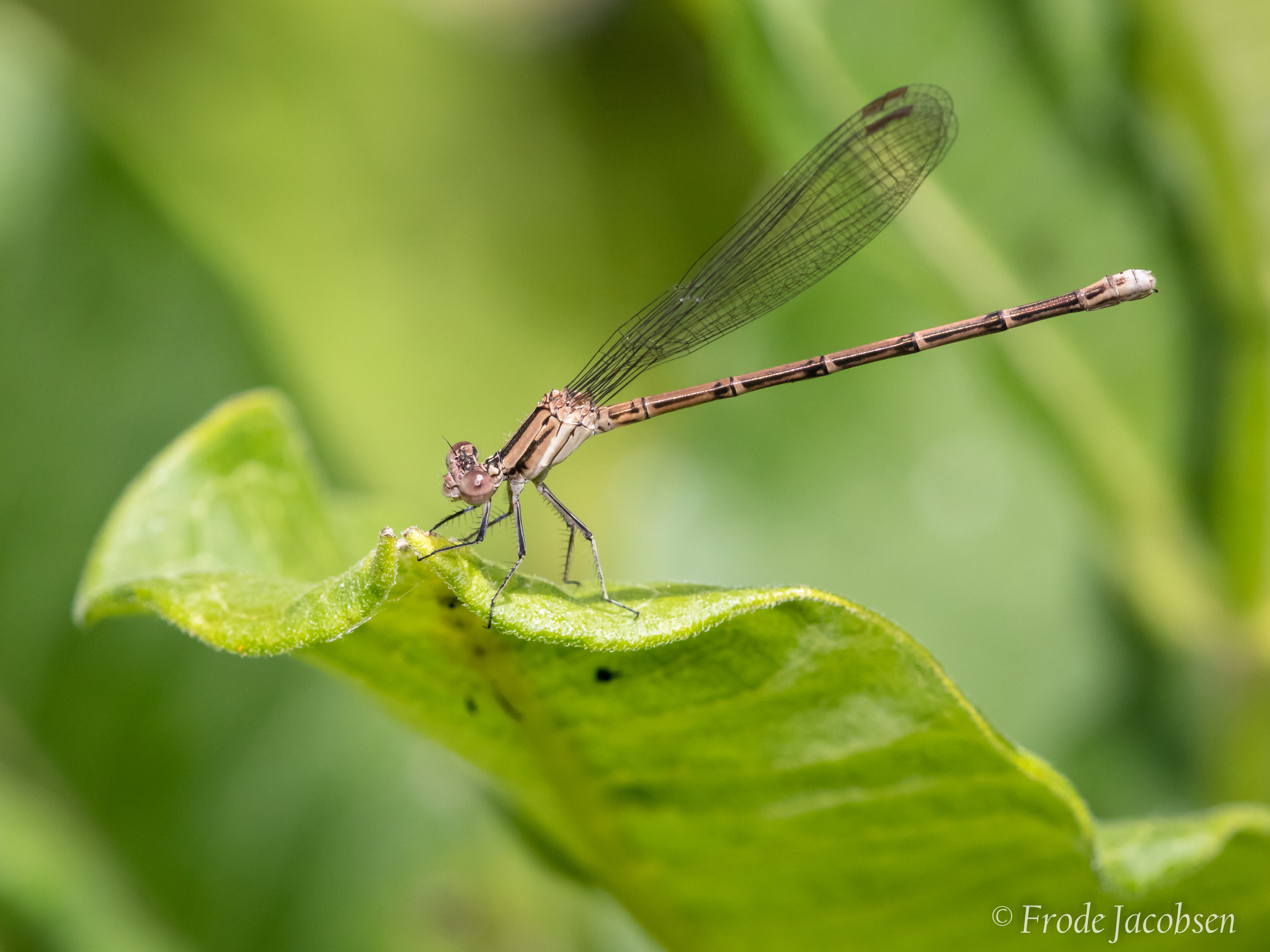 Maryland Biodiversity Project - Variable Dancer (Argia fumipennis)