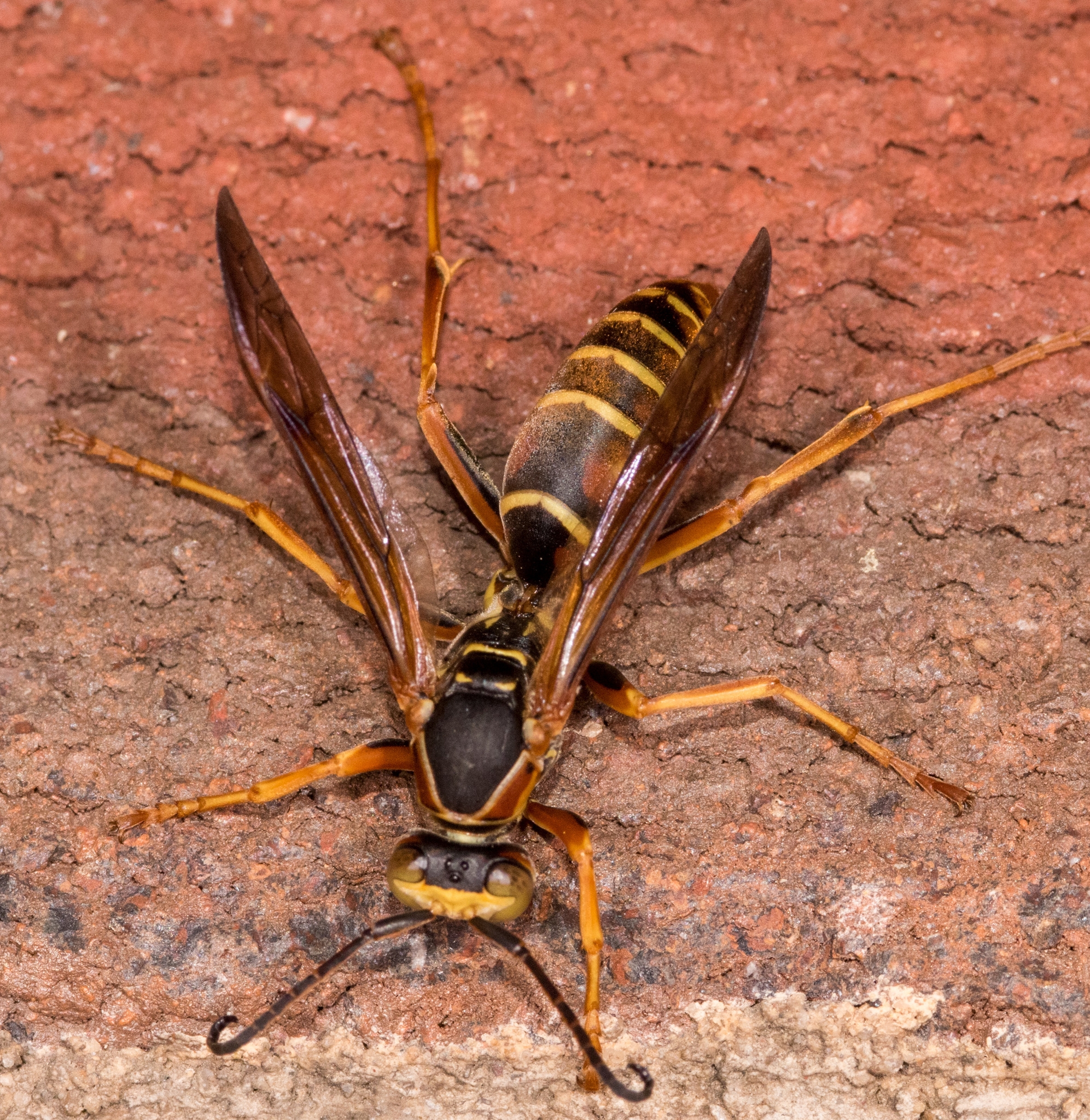 About Northern Paper Wasp Maryland Biodiversity Project About Northern Paper Wasp Maryland Biodiversity Project