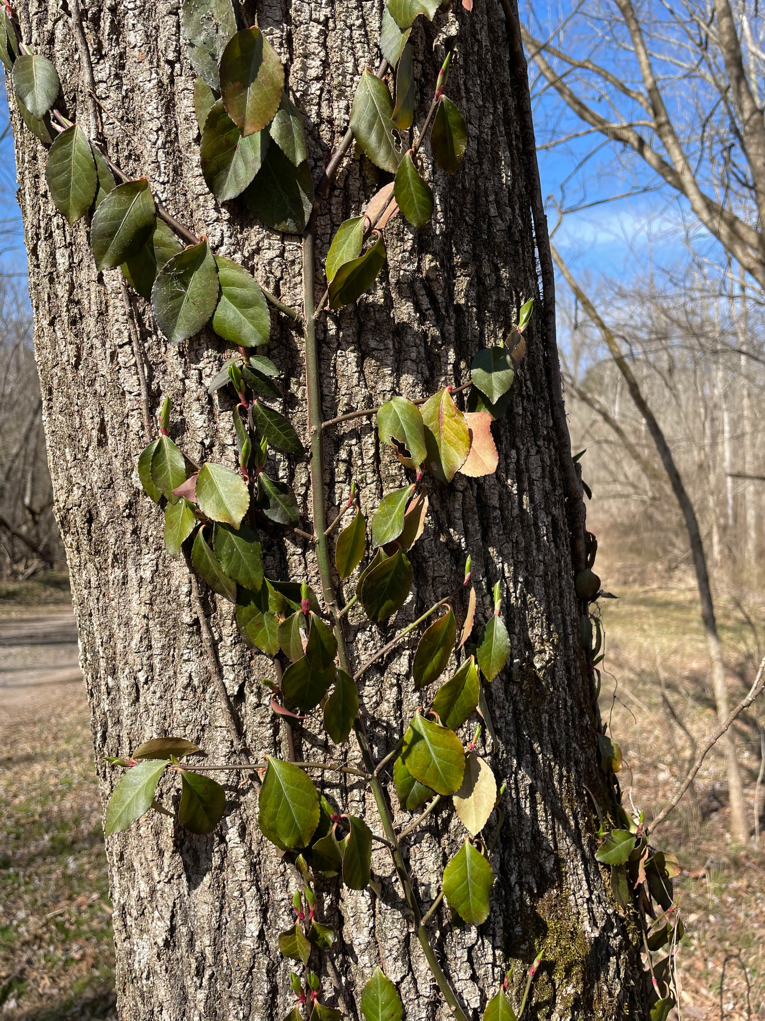 Winter Creeper  University of Maryland Extension