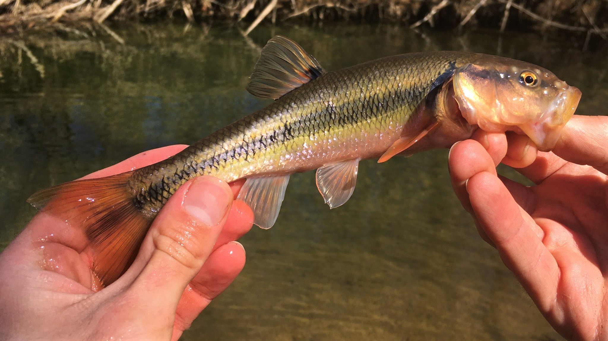Creek Chub With Horns