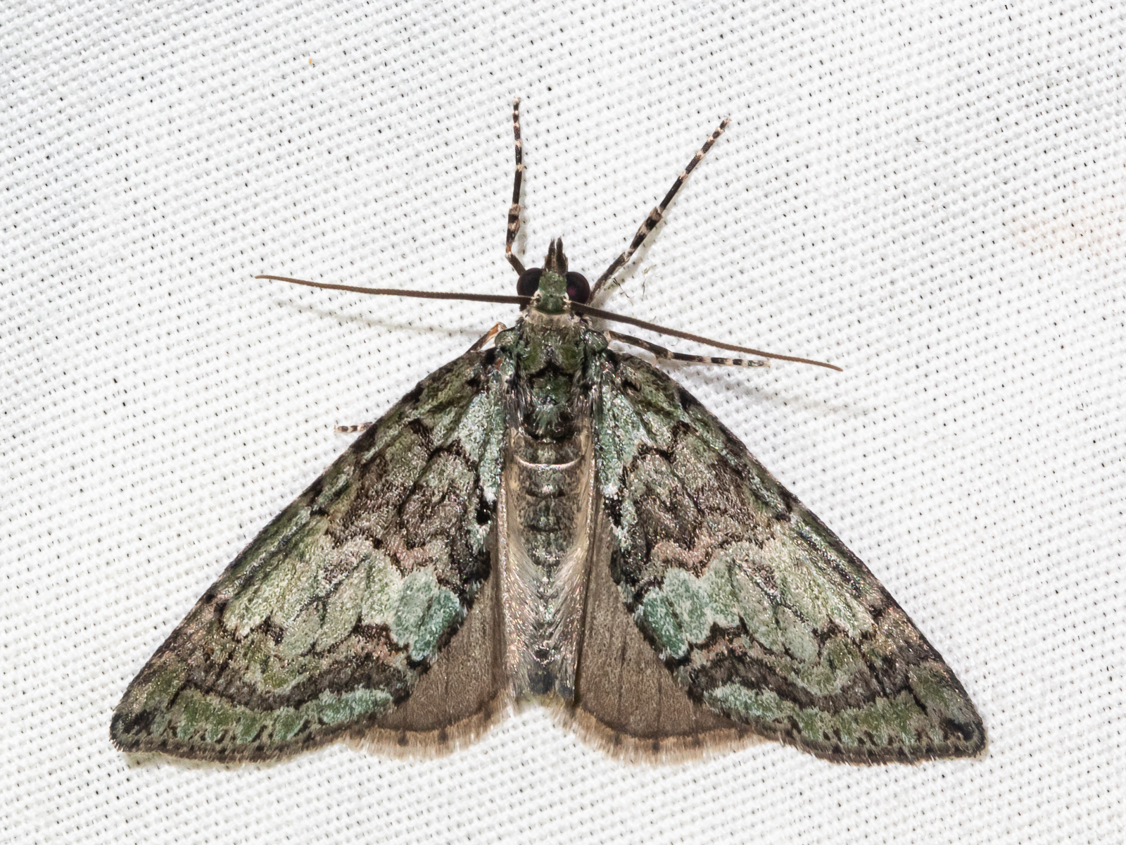 Transfigured Hydriomena Moth