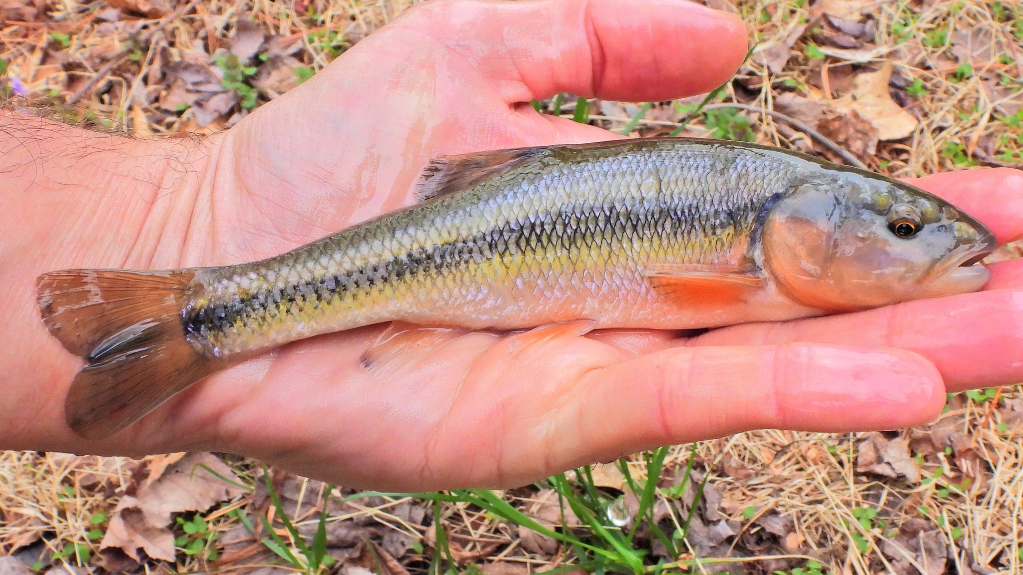 Maryland Biodiversity Project Creek Chub Semotilus Atromaculatus 