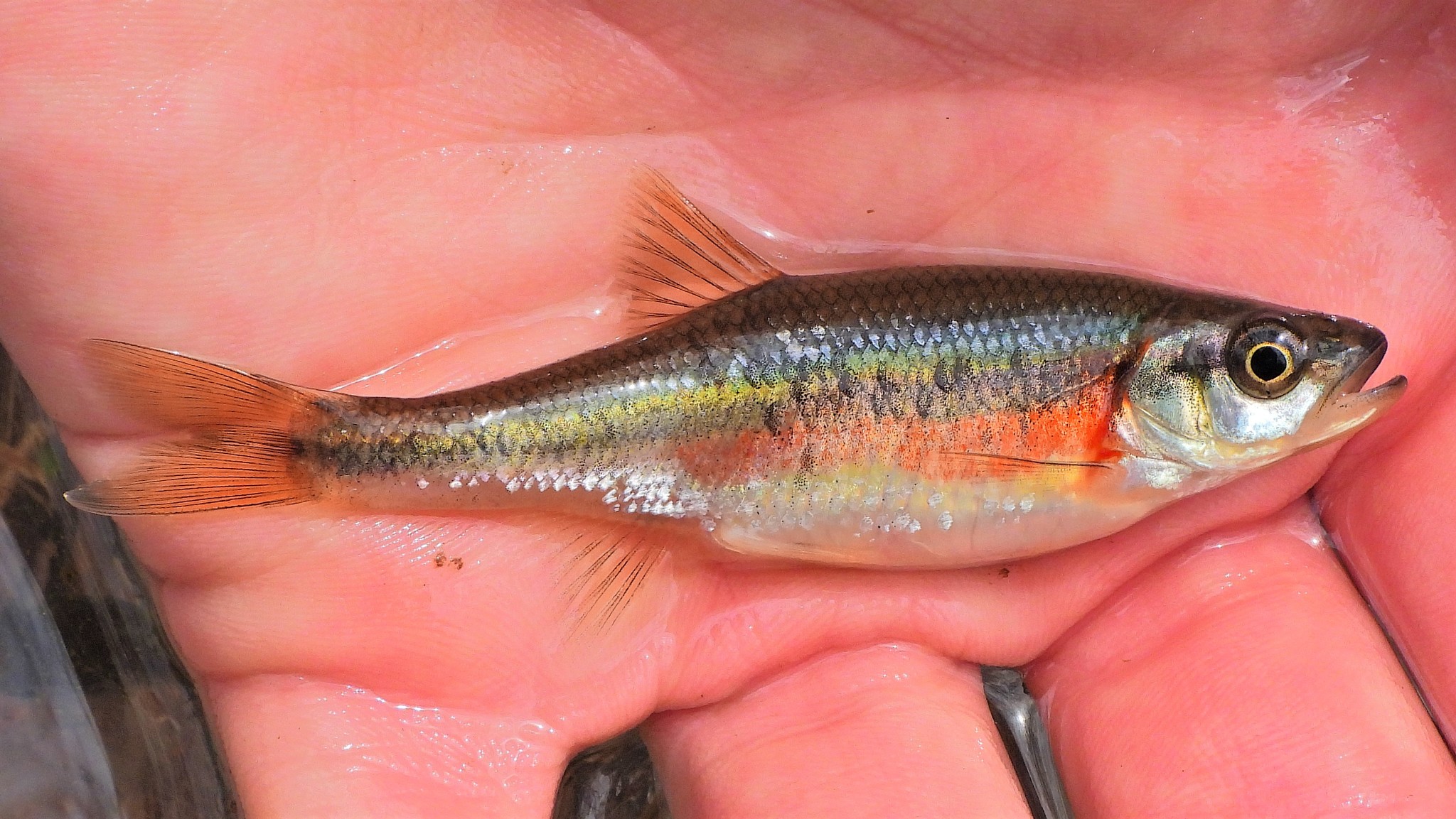 Rosyside Dace