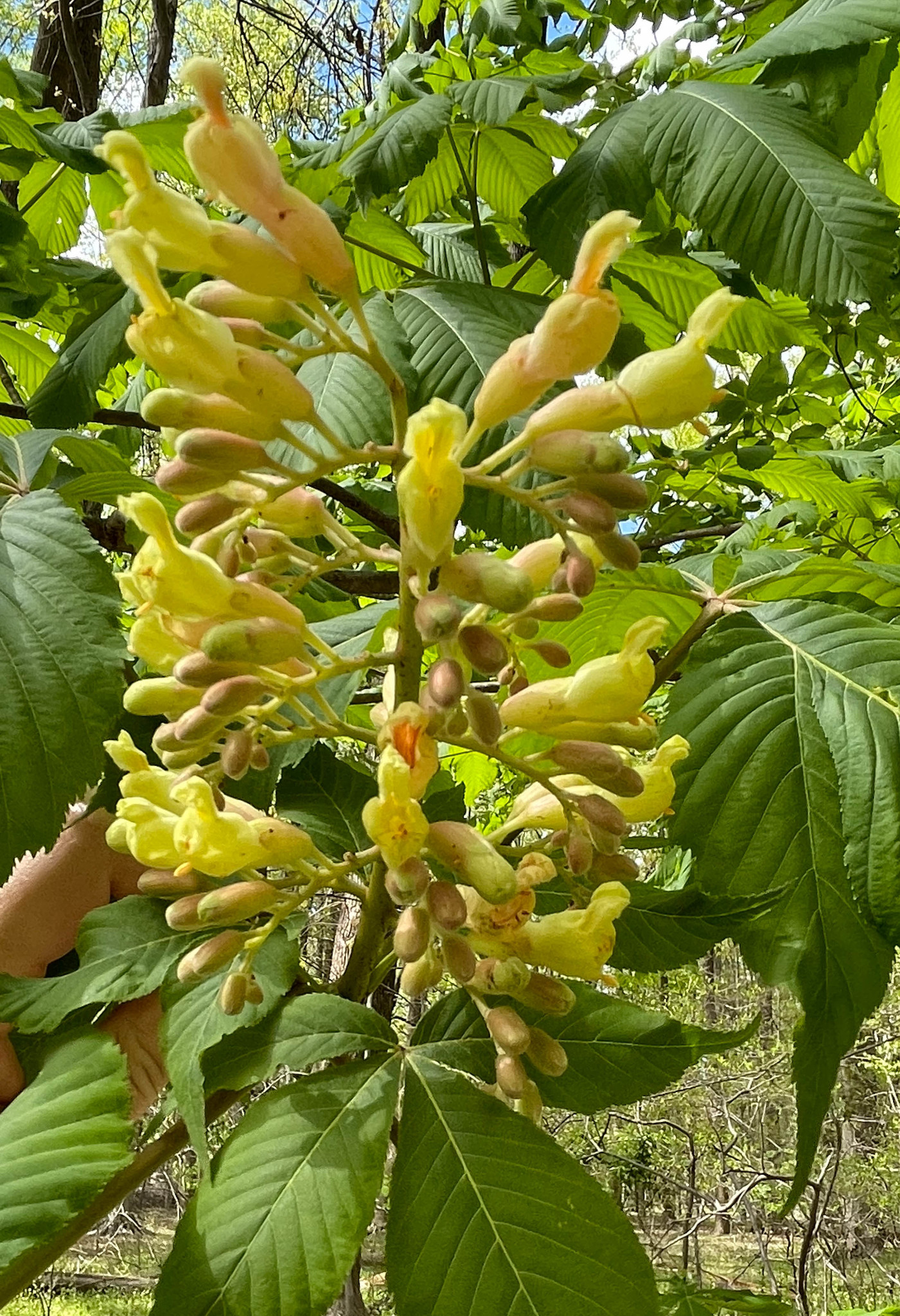 Buckeye Aesculus