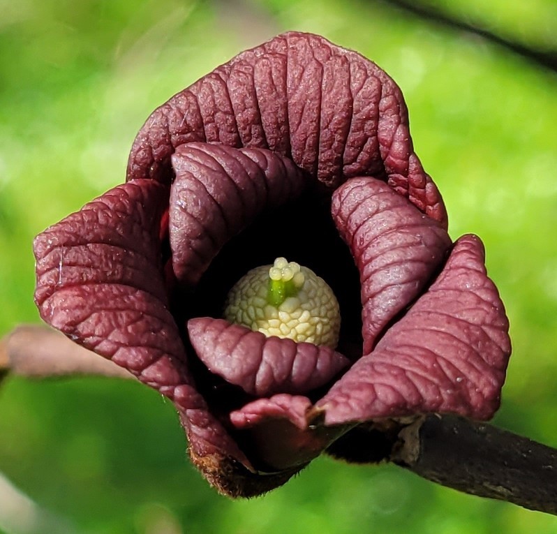 Pappaw asimina triloba imagem de stock. Imagem de flora - 208322961