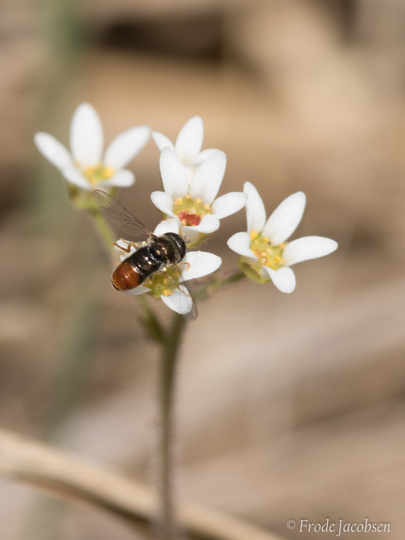 Maryland Biodiversity Project - Paragus Haemorrhous