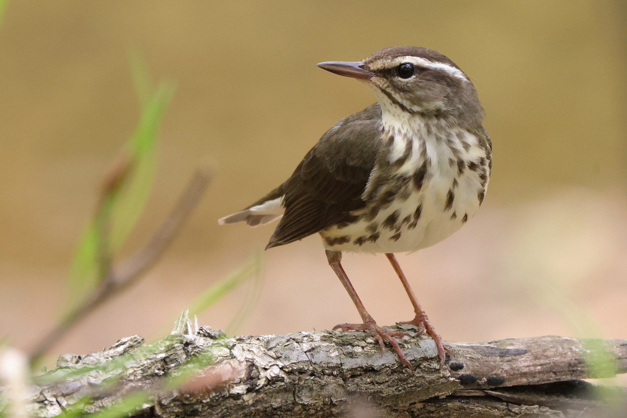 About Louisiana Waterthrush Maryland Biodiversity Project
