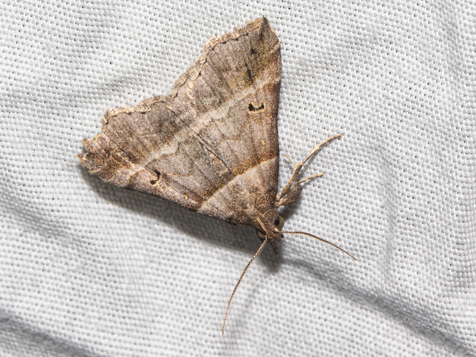 Dark-banded Owlet Moth