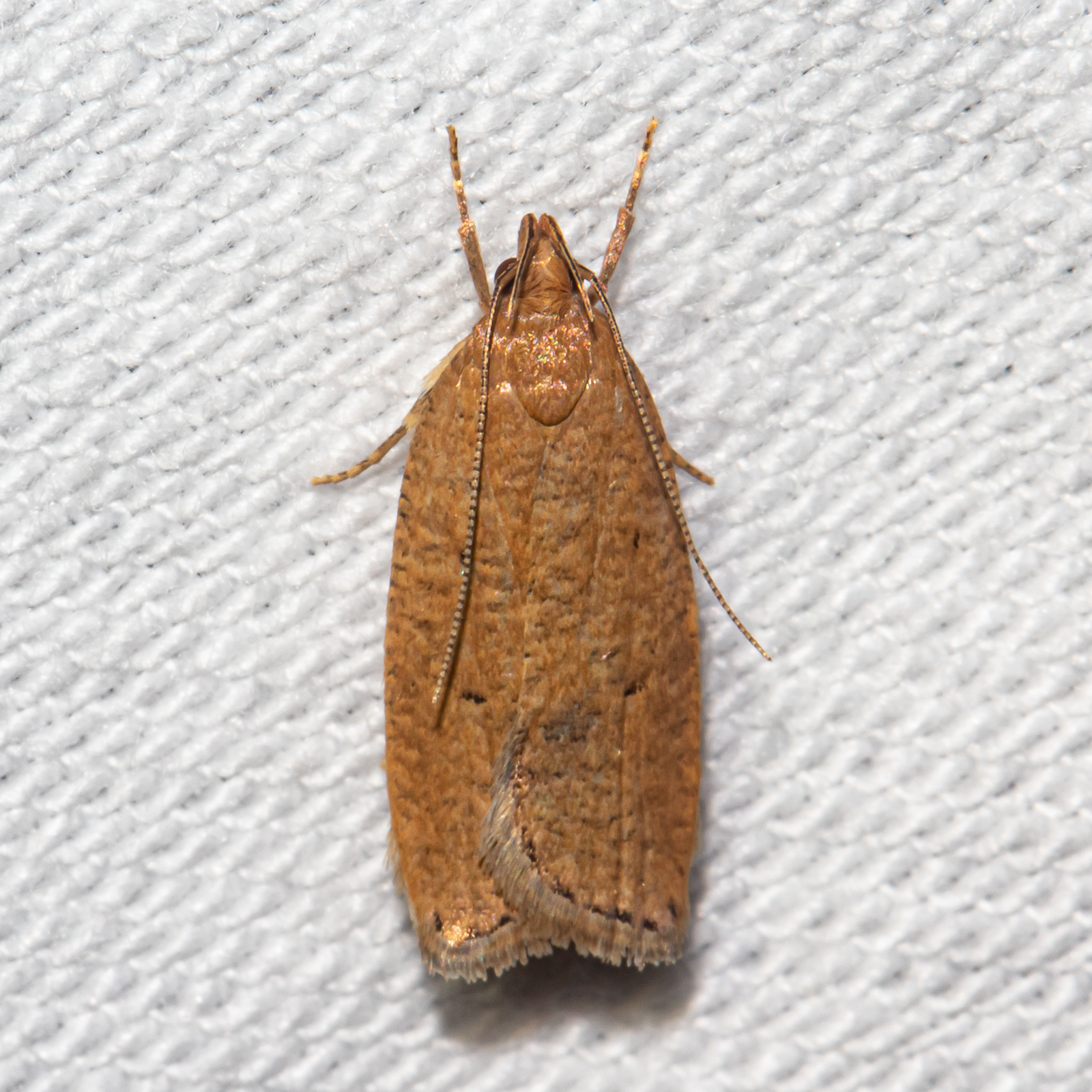 Maryland Biodiversity Project - Dotted Leaftier Moth (Psilocorsis ...