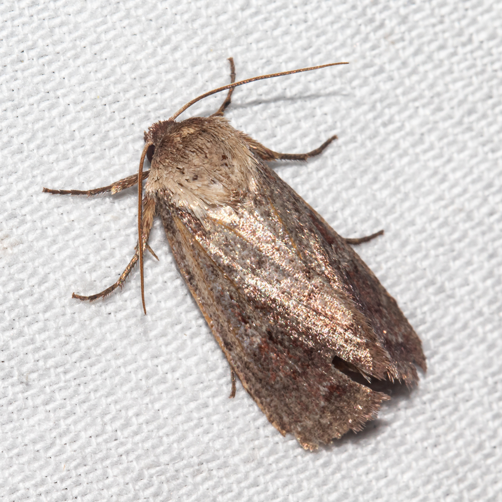 Maryland Biodiversity Project - White-eyed Borer Moth (Iodopepla u-album)