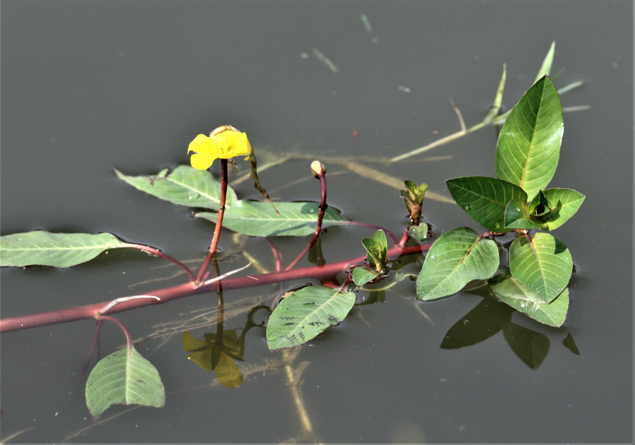 Floating Primrose-willow