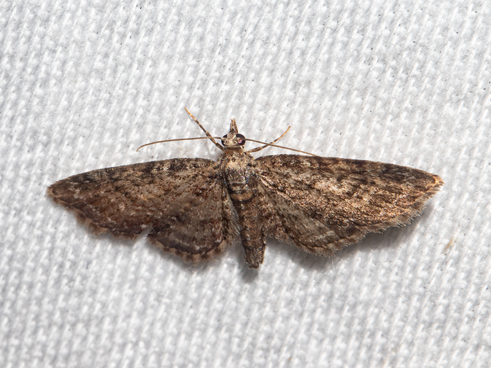 Maryland Biodiversity Project - Eupithecia columbiata