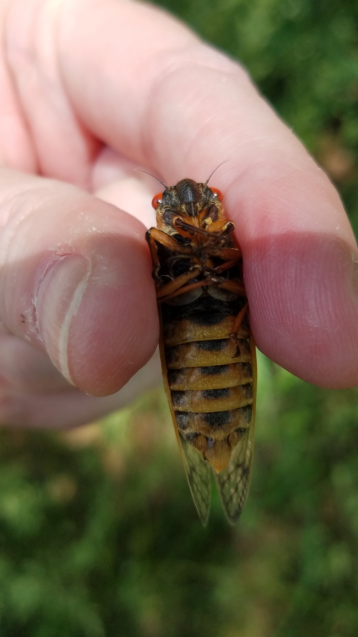 Maryland Biodiversity Project Pharaoh Cicada (Magicicada septendecim)