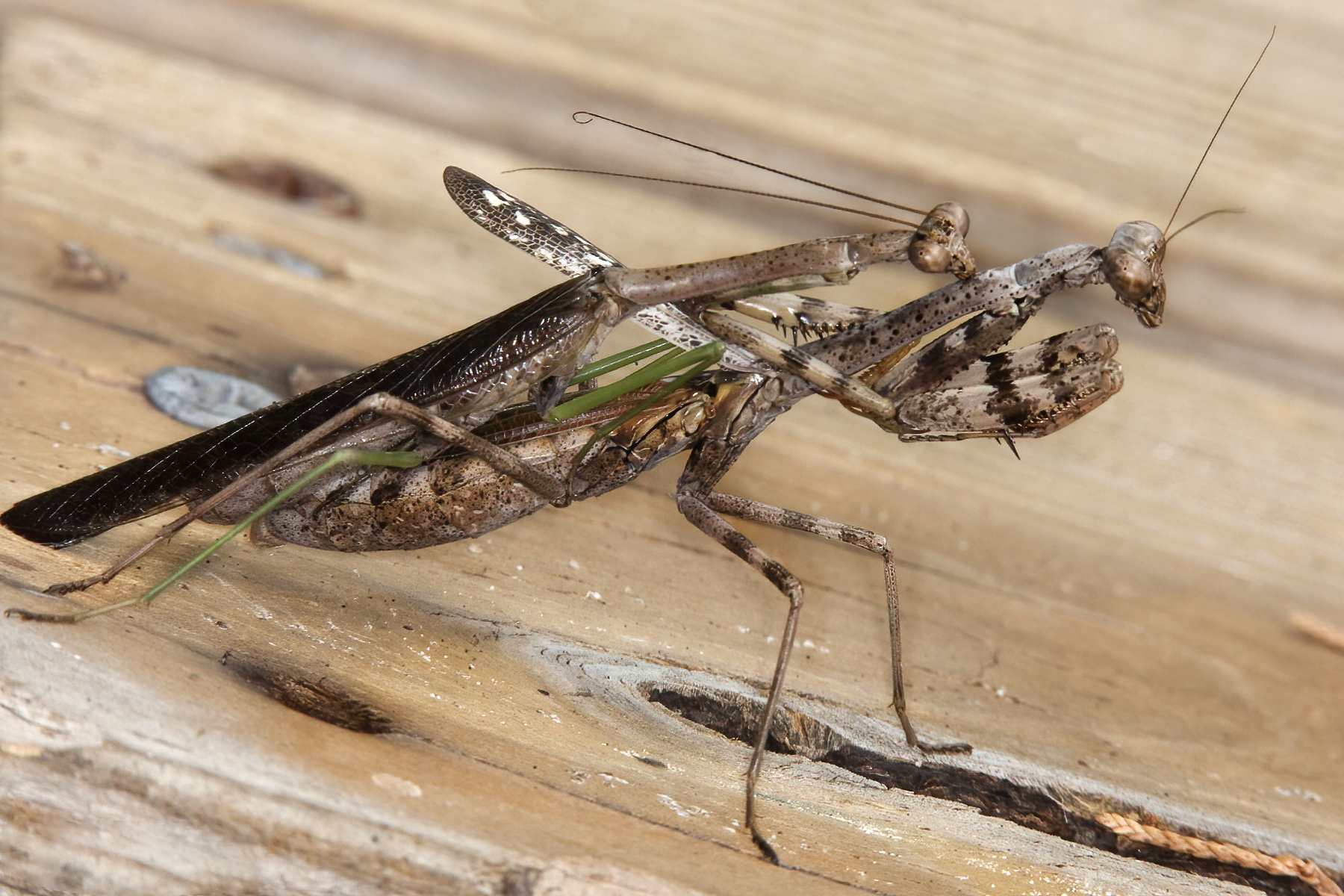 Maryland Biodiversity Project Carolina Mantis (Stagmomantis carolina)