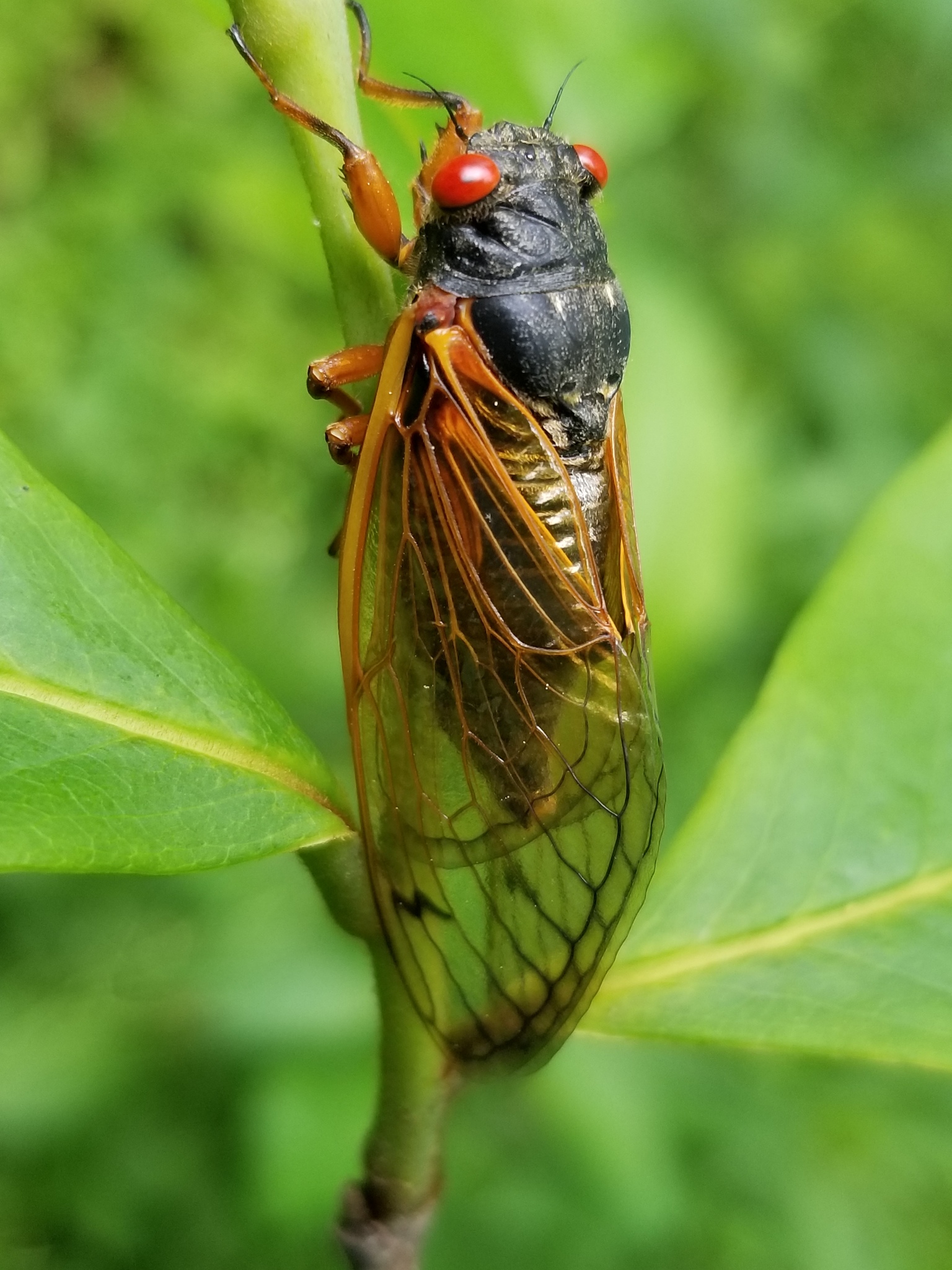 Maryland Biodiversity Project - Cassin's 17-Year Cicada (Magicicada ...