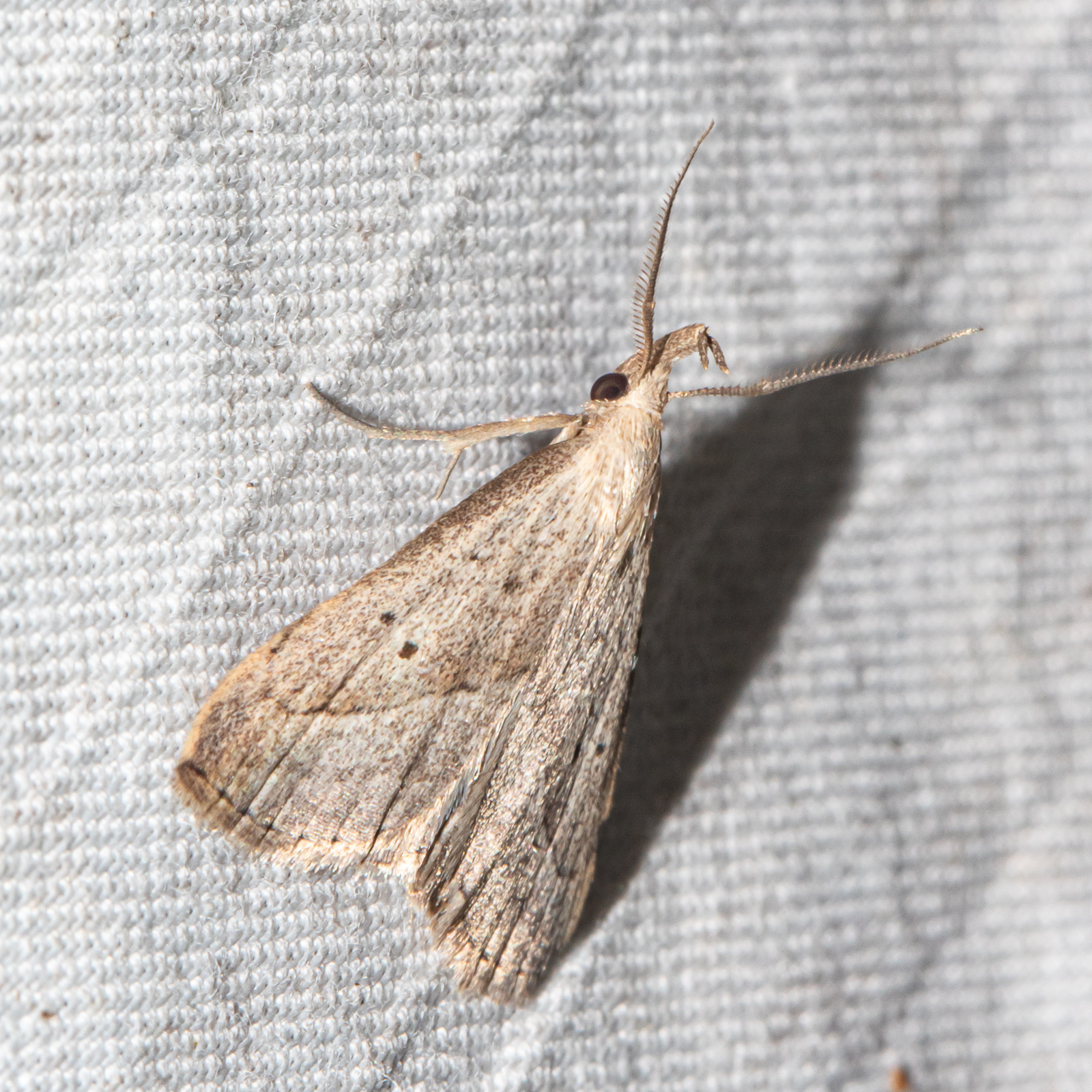 Maryland Biodiversity Project - Twin-dotted Macrochilo Moth (Macrochilo ...