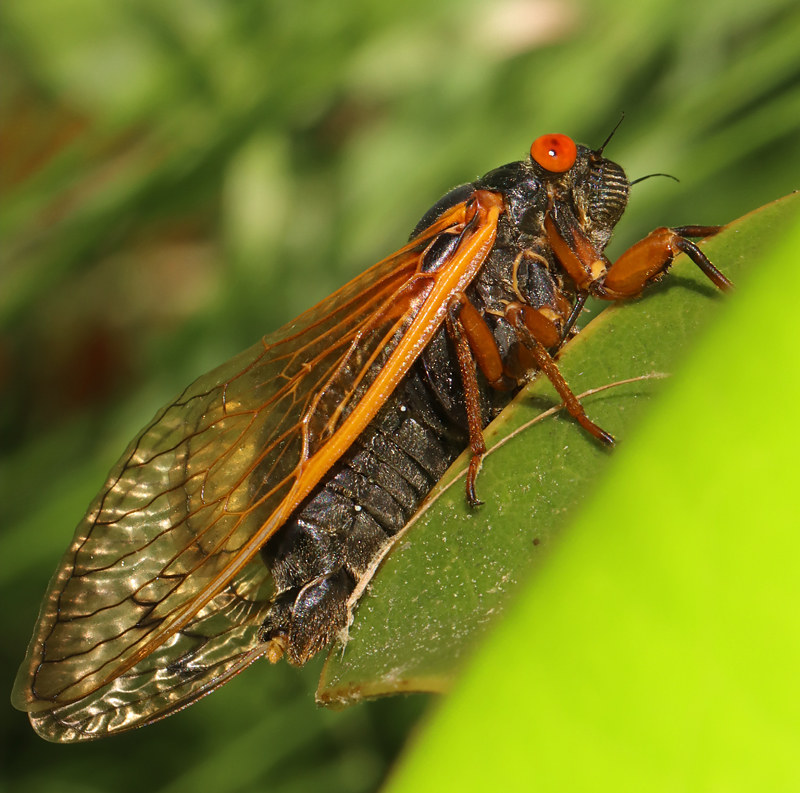 Maryland Biodiversity - View Thumbnails - Cassins 17-Year Cicada ...