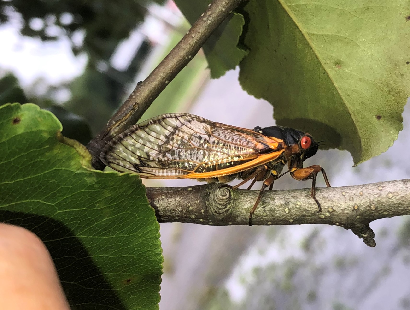 Maryland Biodiversity Project Pharaoh Cicada (Magicicada septendecim)