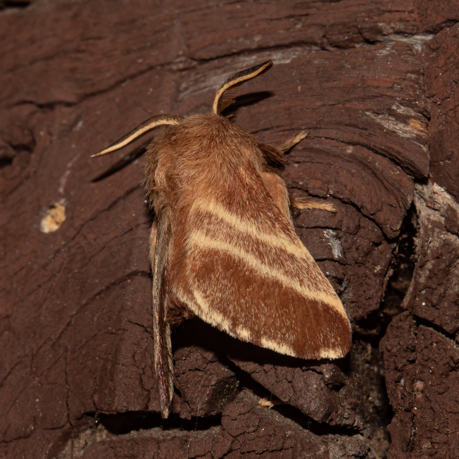 Maryland Biodiversity Project Eastern Tent Caterpillar Moth Malacosoma Americana