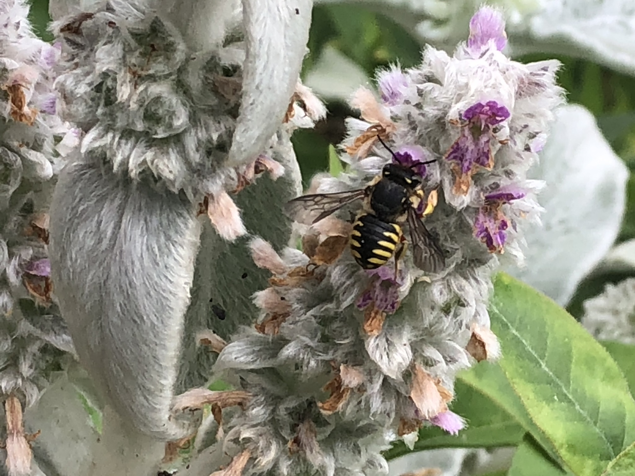 Wool-carder-spines - Honey Bee Suite