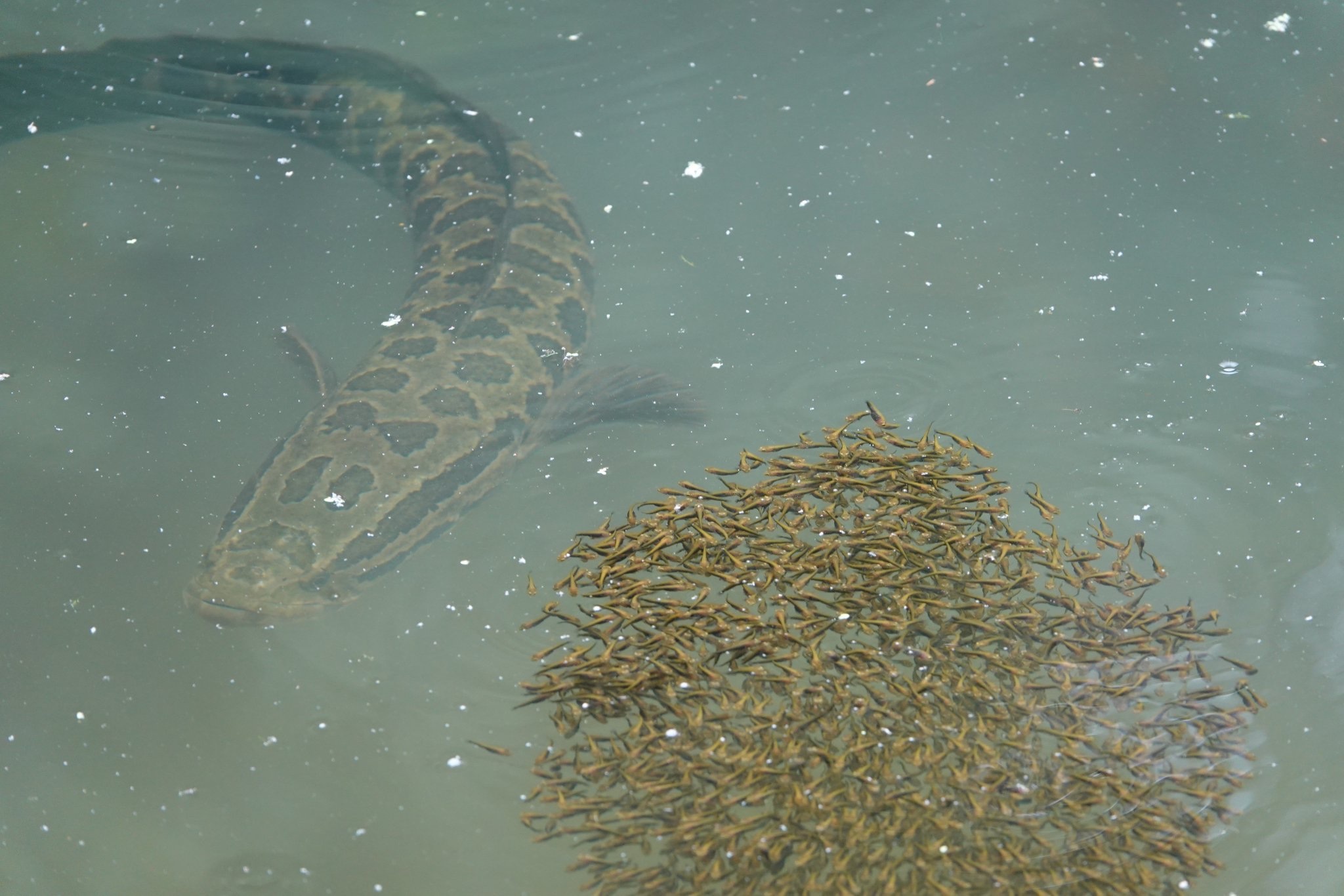 giant snakehead in water